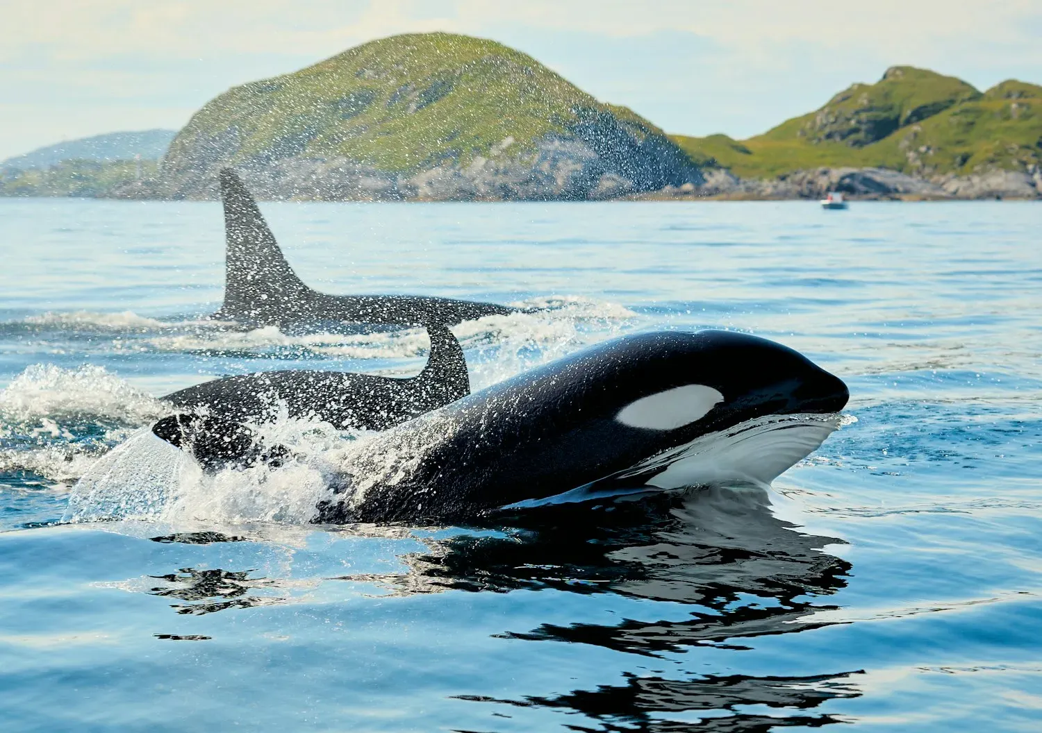 Two orcas surfacing in a calm coastal bay, showing their glossy black backs, white eye patches and tall dorsal fins.