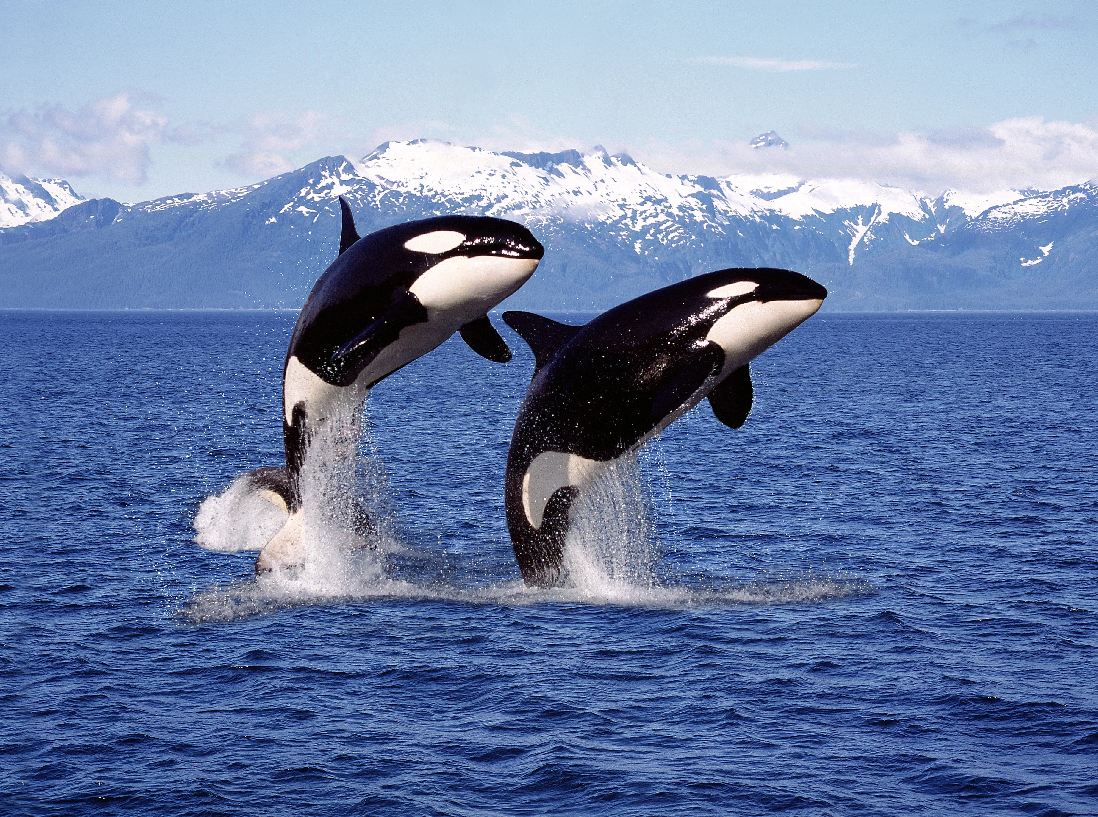Two orcas breaching side by side from deep blue water with snow-covered mountains behind them.