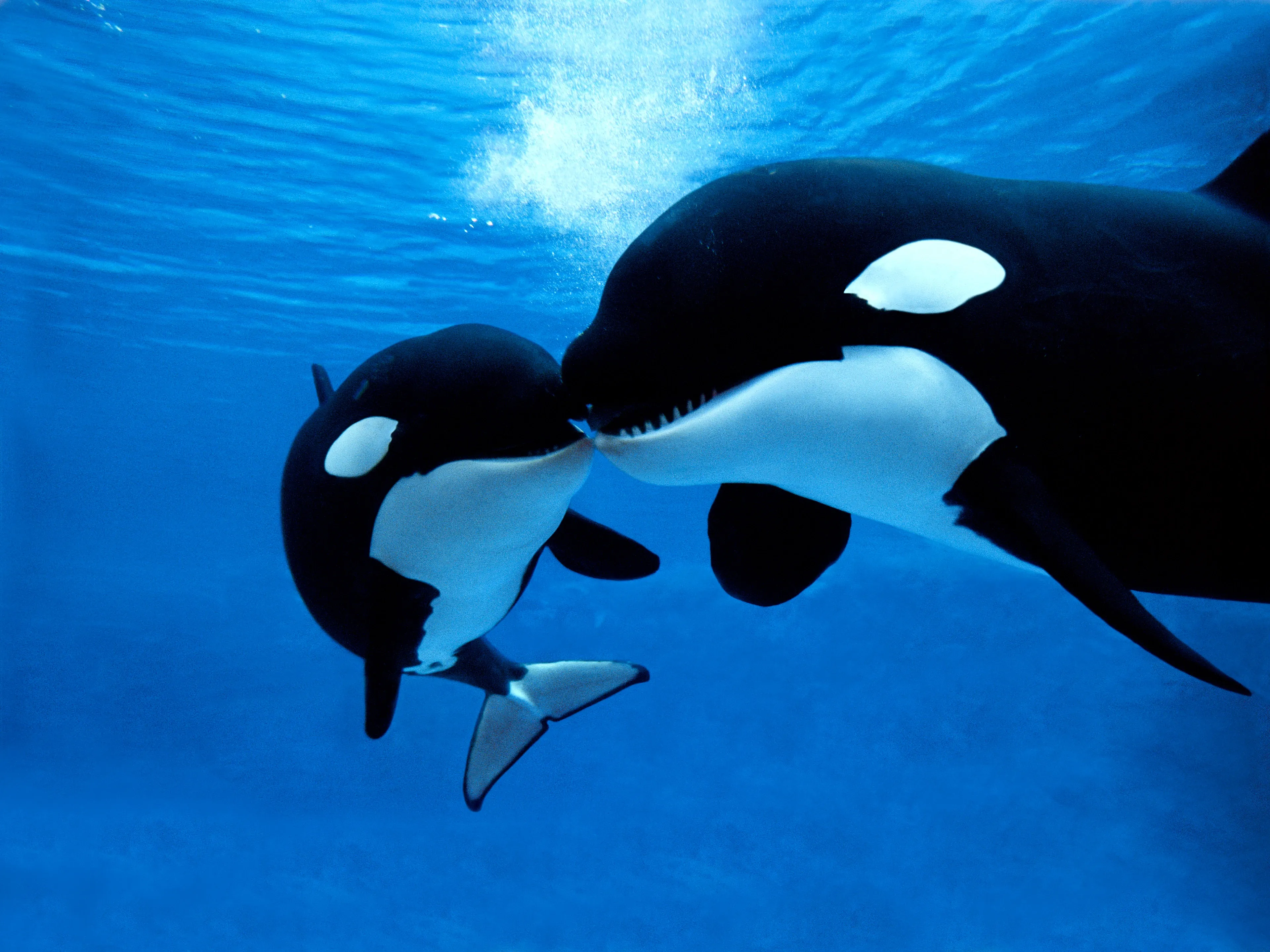 An adult orca and a calf touching snouts underwater in clear blue water with rising bubbles.
