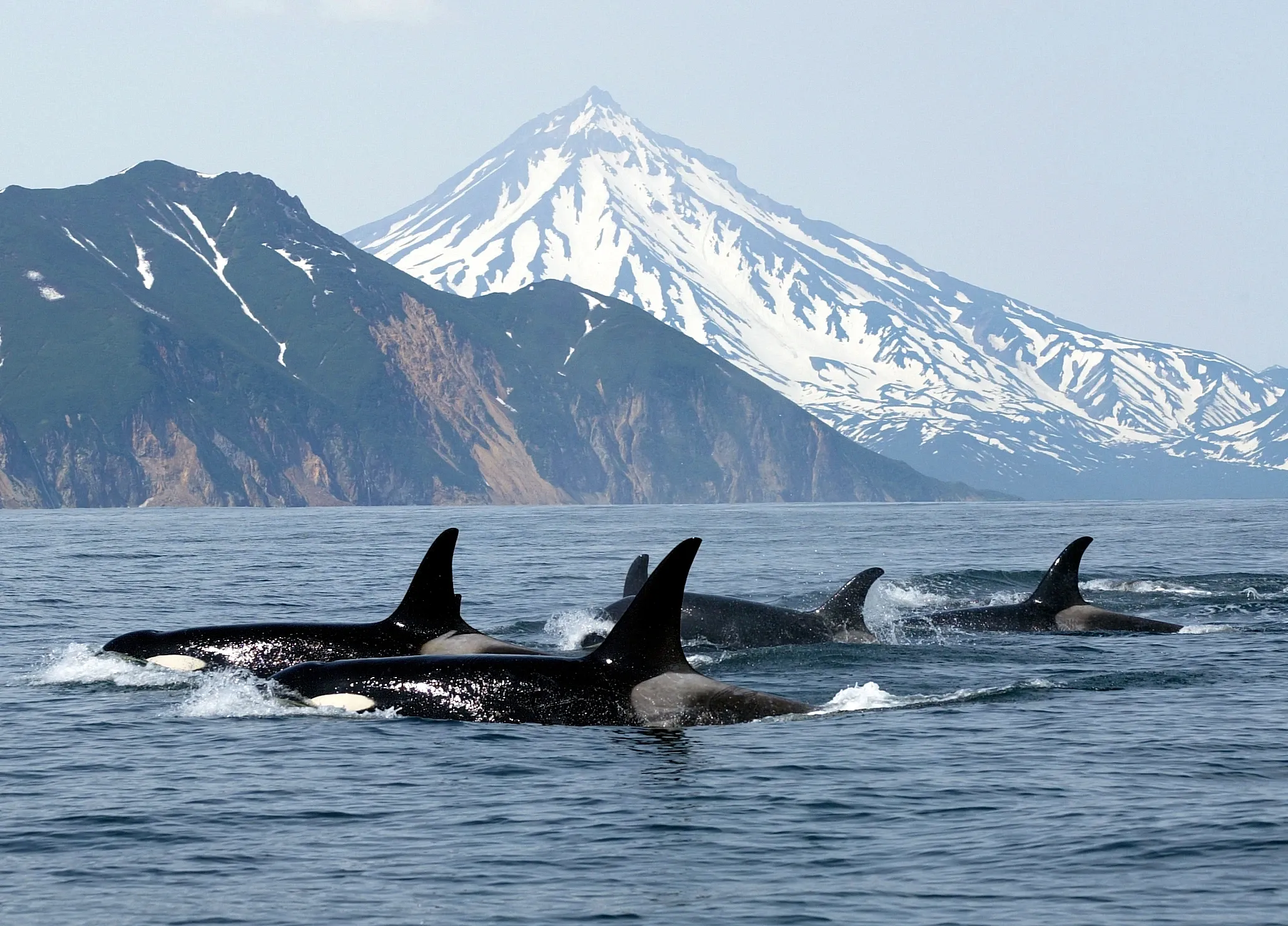 A pod of orcas swimming through dark blue coastal water with a snow-covered mountain peak behind them.