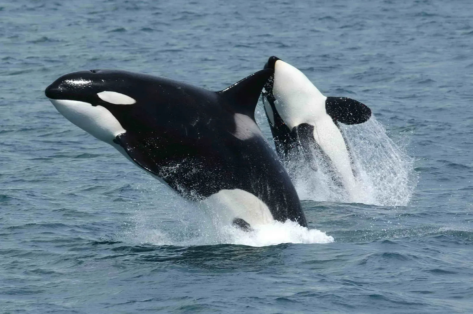 An orca breaching from blue-grey water with evergreen forest and hazy mountains along the shoreline.