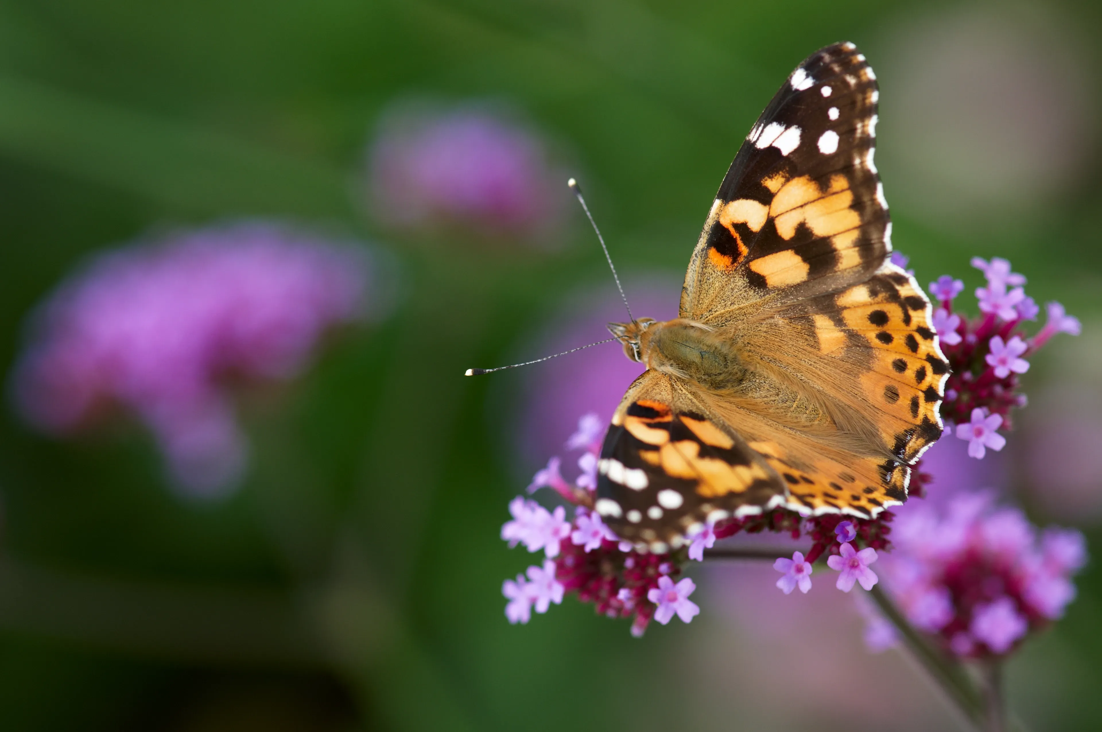 A painted lady butterfly rests on a cluster of tiny purple flowers with its orange and black wings spread open.