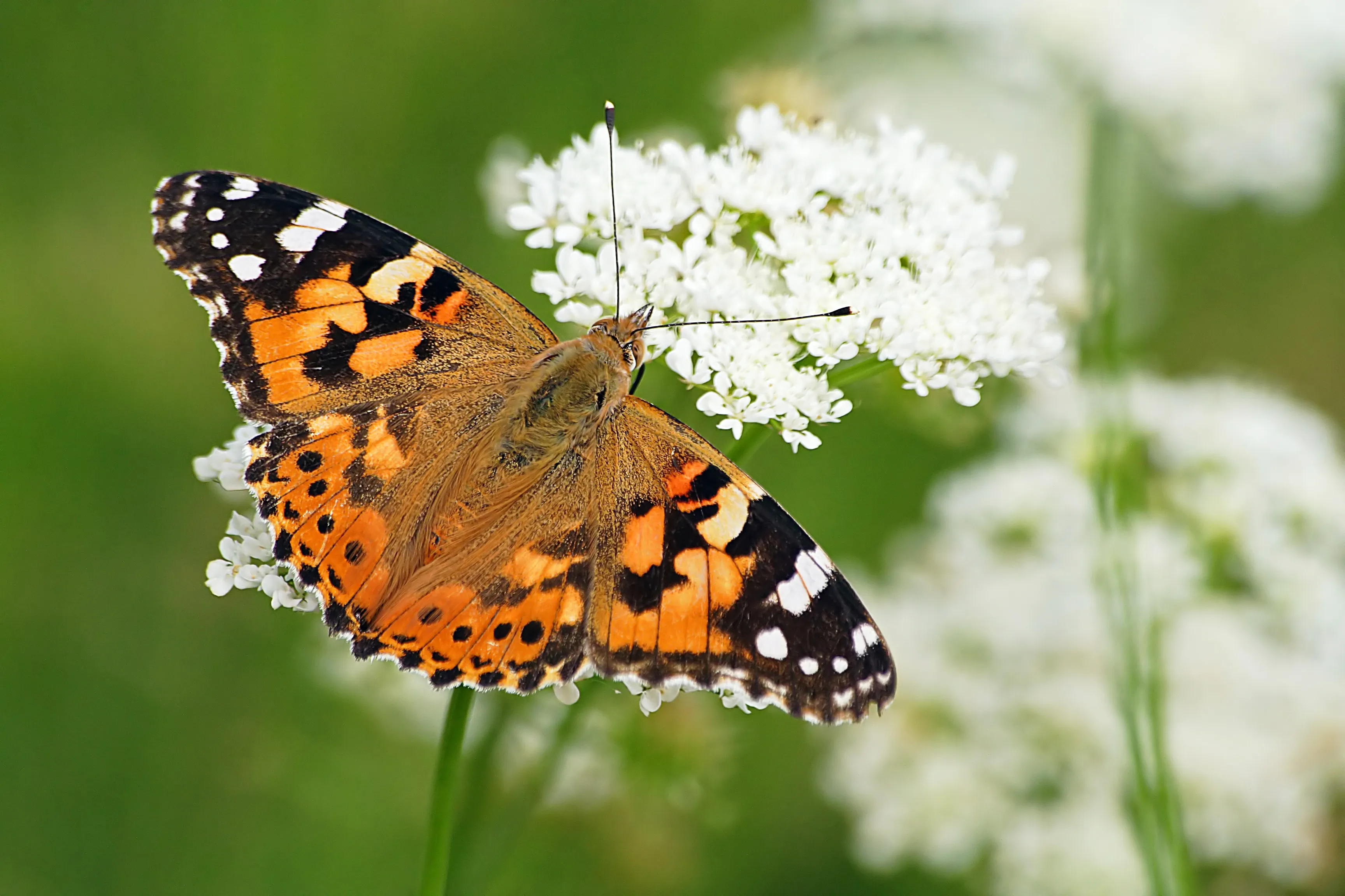 A painted lady butterfly sits with wings spread on a cluster of tiny white flowers in a sunny meadow.