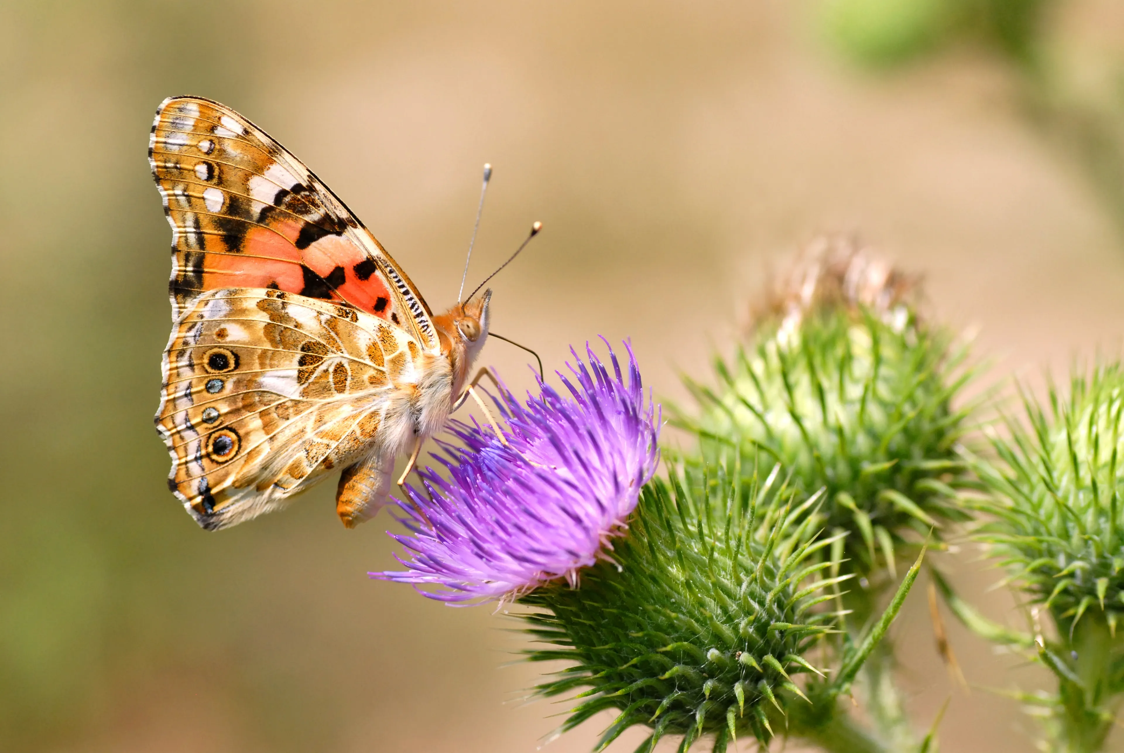 A painted lady butterfly perches on a bright purple thistle flower with its orange and black wings folded.