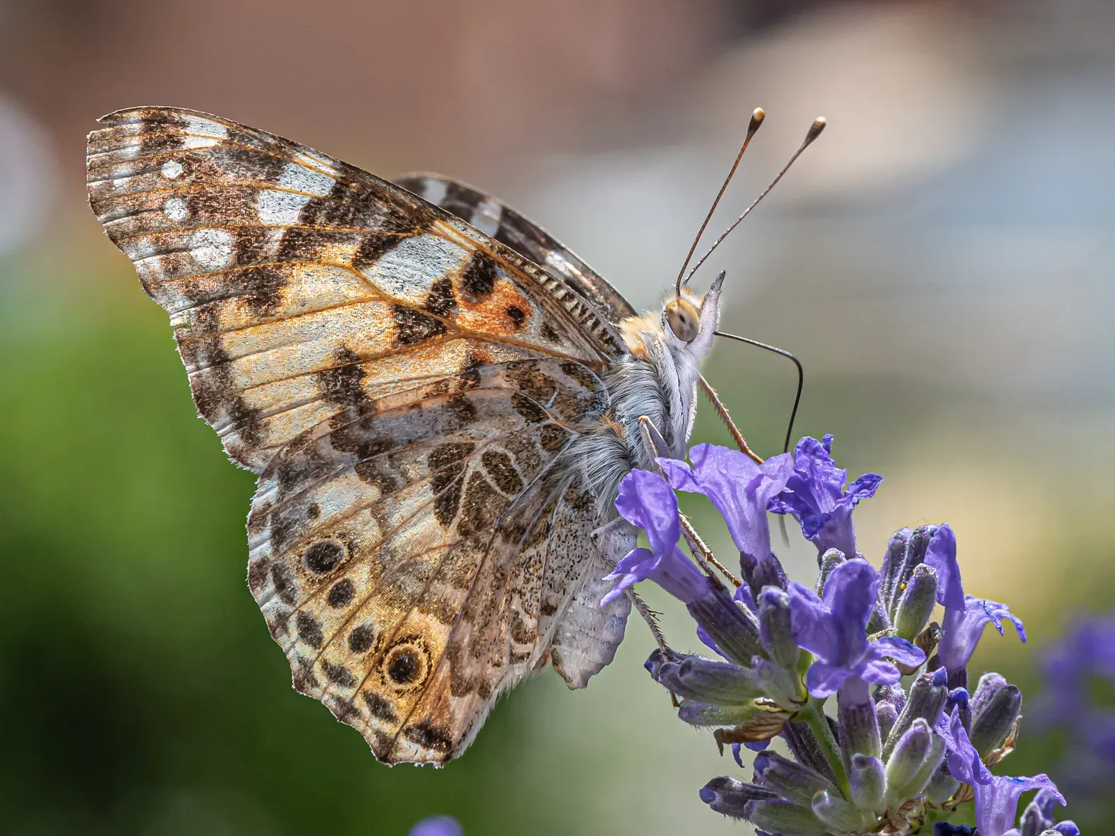 A painted lady butterfly with orange, black and white marbled underwings, feeding on a purple lavender flower.