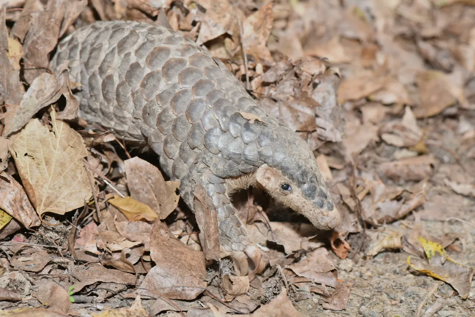 A pangolin with large overlapping brownish-grey scales walks across a dusty path in profile, front claws tucked and a thick scaled tail trailing behind.
