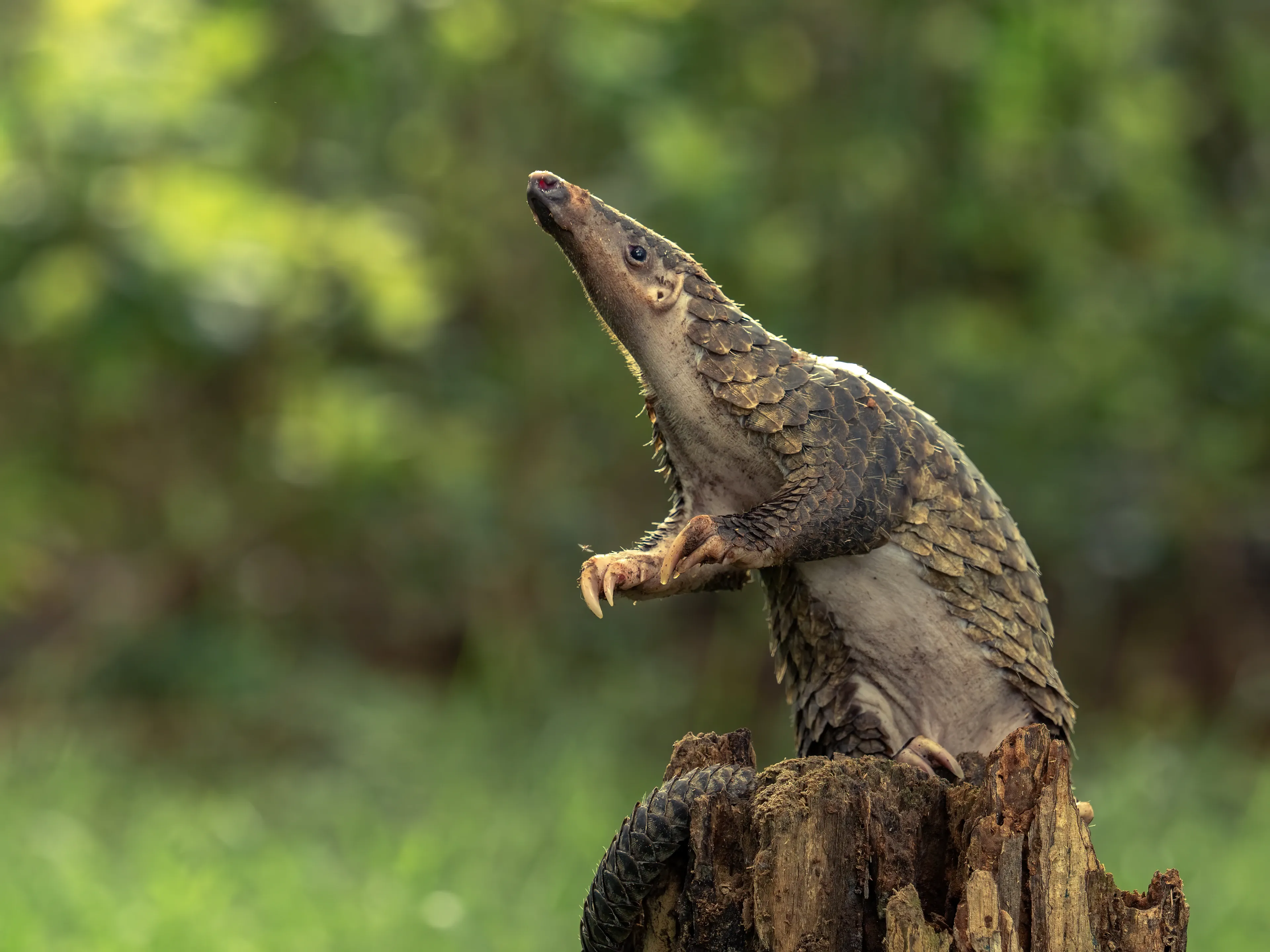 A pangolin stands upright on its hind legs on a weathered tree stump in a green forest, snout lifted and long curved front claws held near its chest.