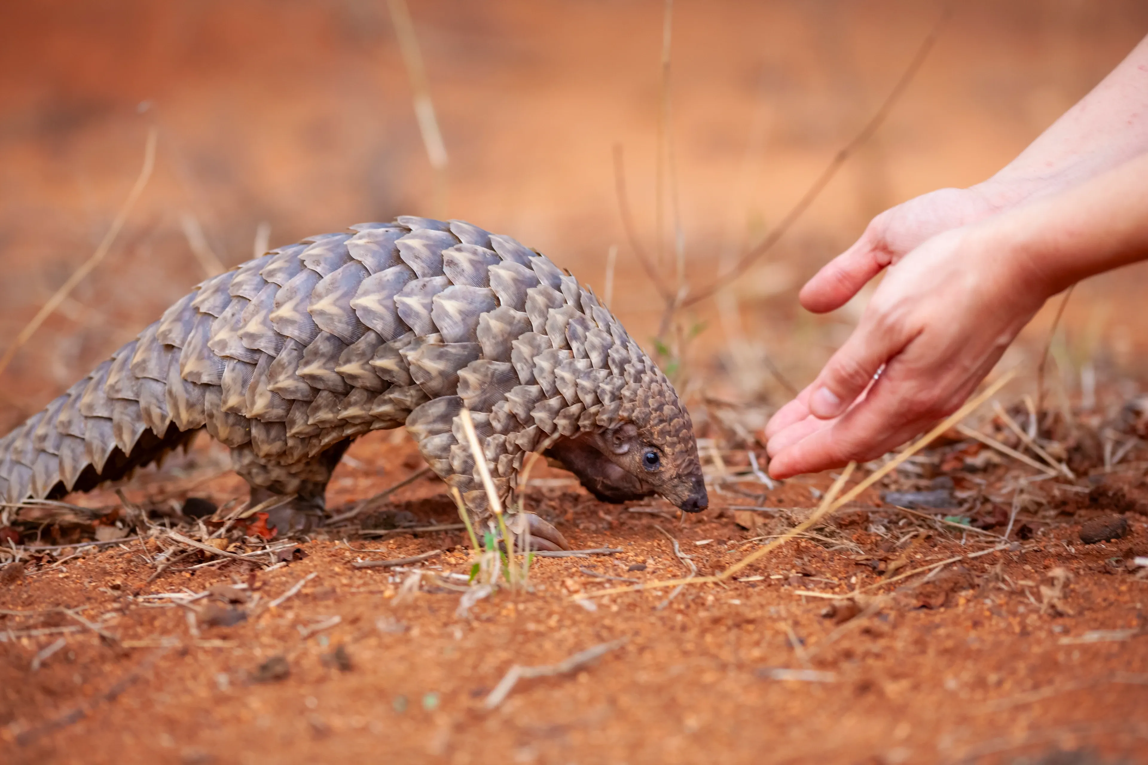A pangolin with large overlapping brownish-grey scales stands on reddish-brown earth as two human hands reach toward it from above.