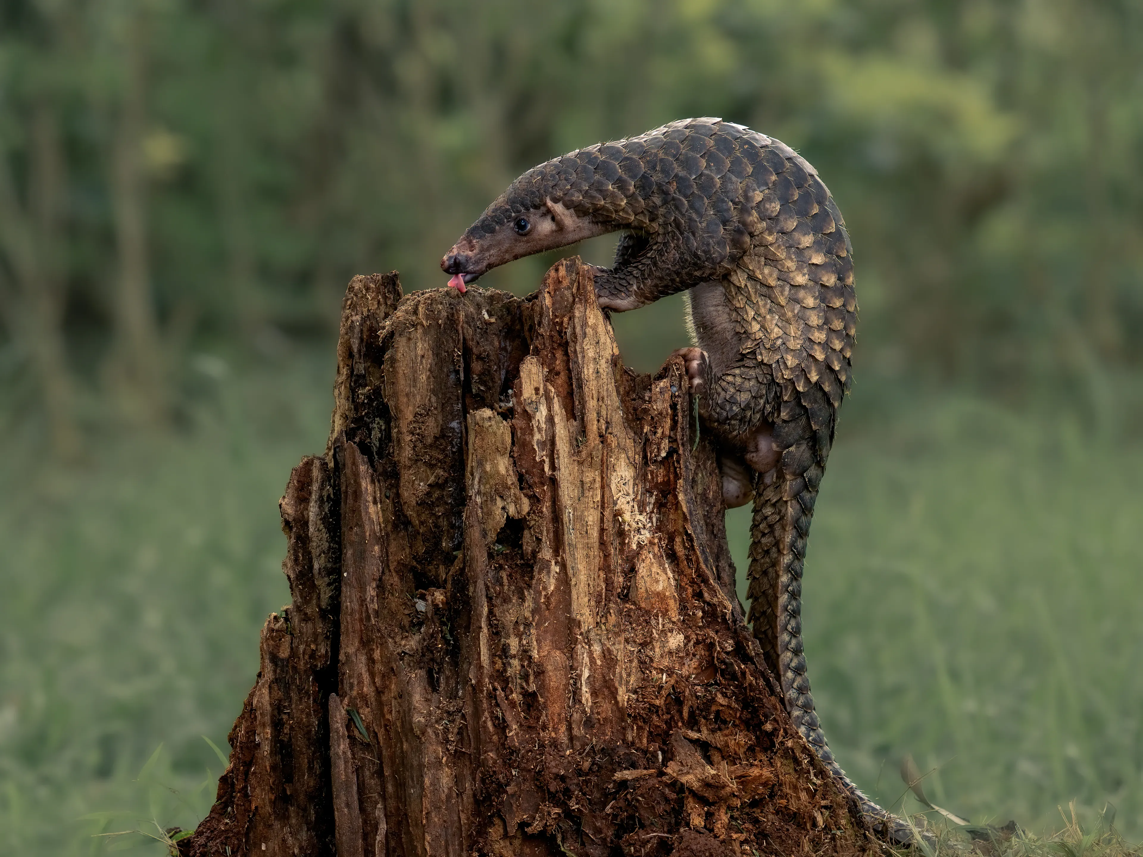 A pangolin perched on a decaying tree stump extends a long pink tongue toward a crevice in the wood, its scaled body arched over the stump against a green forest background.