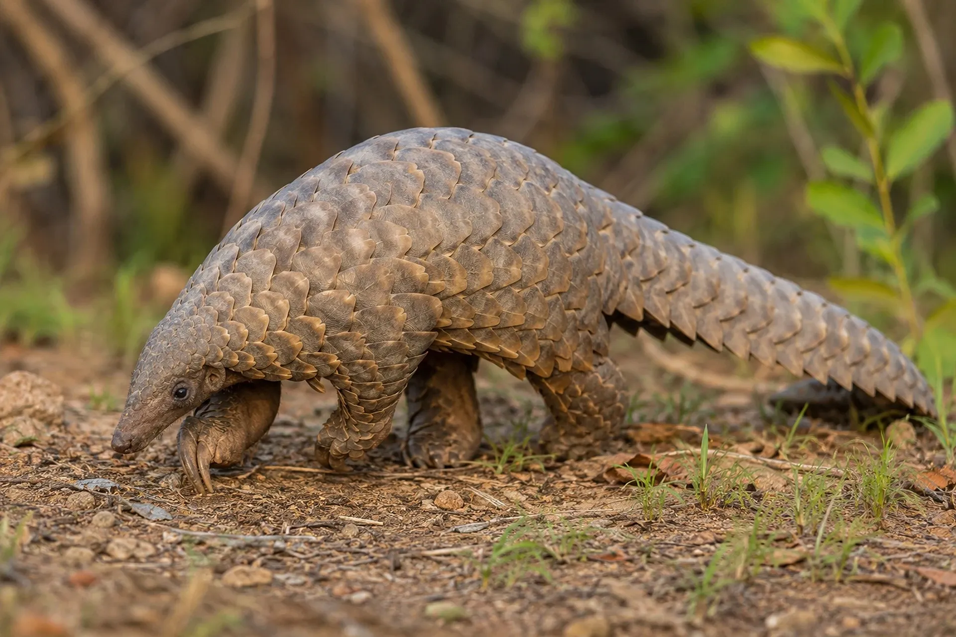 A pangolin covered in overlapping brownish-grey scales walks across dry earth with sparse grass, one front paw lifted to show long curved claws.