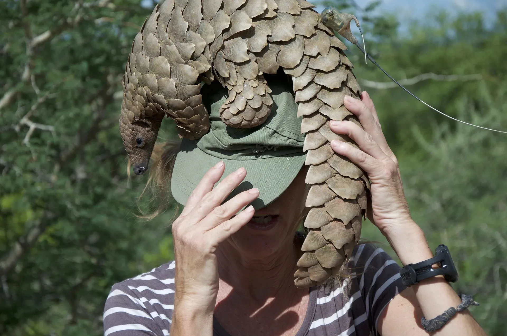 A pangolin with a small tracking device on its back sits on a researcher's head outdoors, its scaled body and pointed snout draped beside a green cap.