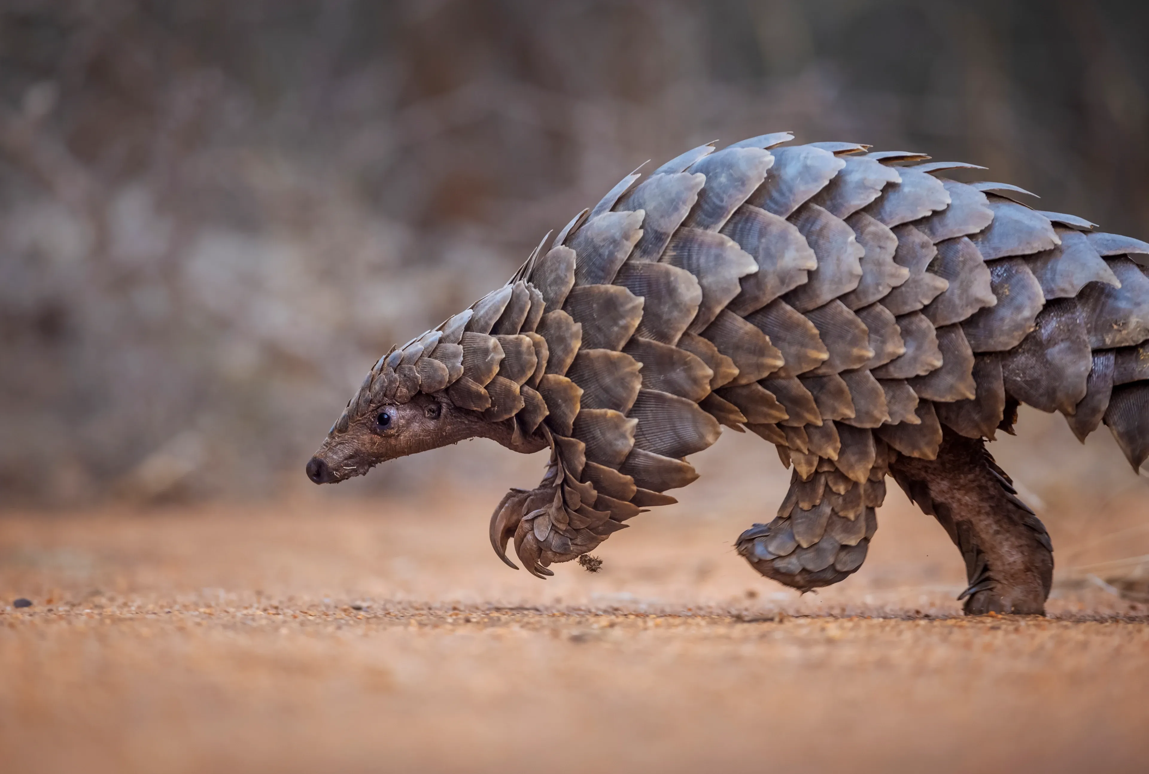 A pangolin covered in overlapping brown scales walking across dry leaf litter, its small pointed head lowered to the ground.