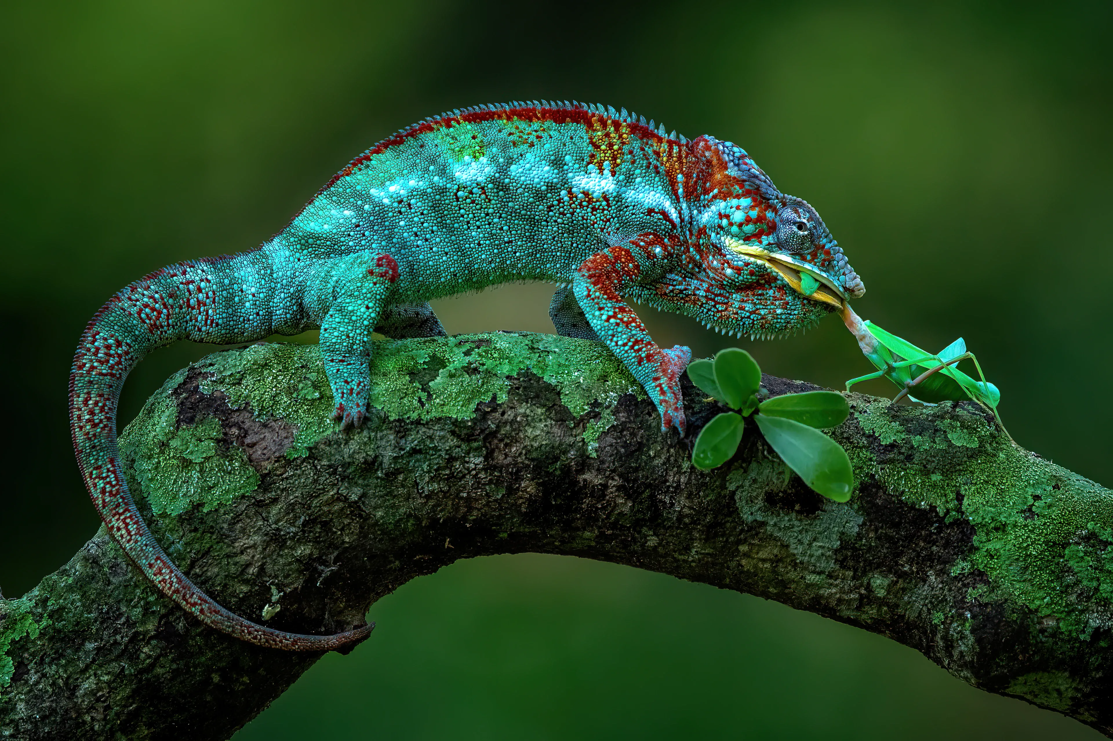 A turquoise and red panther chameleon clings to a mossy tree branch with a green insect in its mouth, its tail curled around the wood.