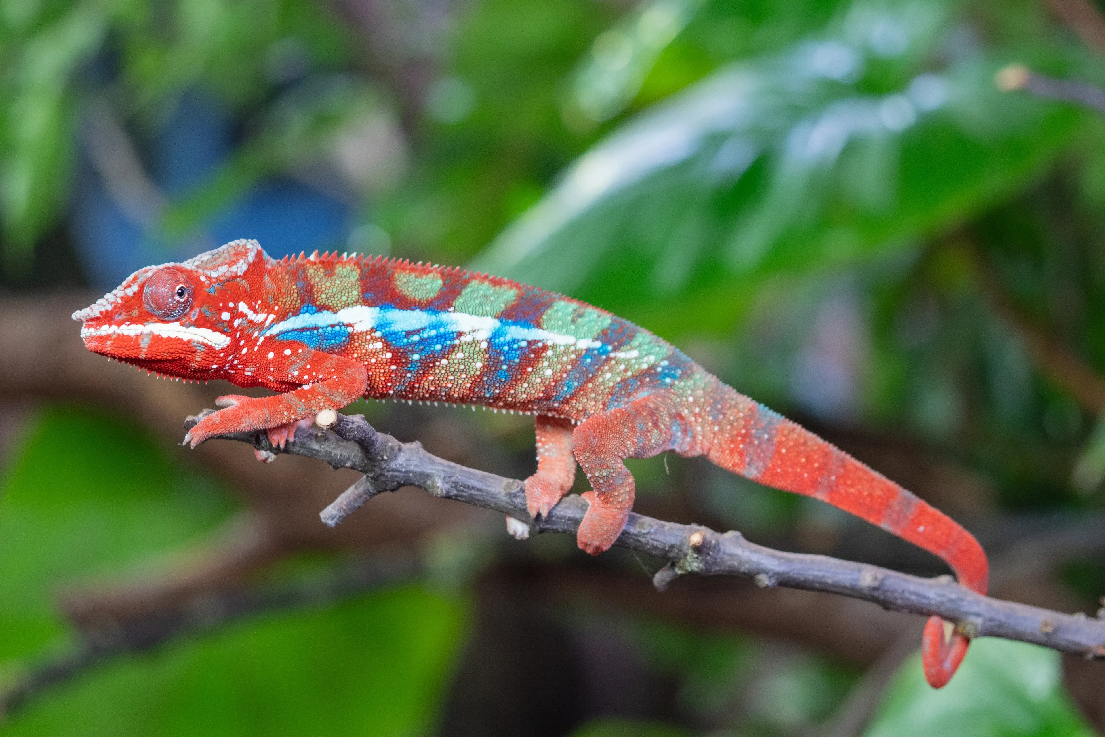 A bright red panther chameleon balances on a thin branch among green leaves, its long tail curling at the tip.
