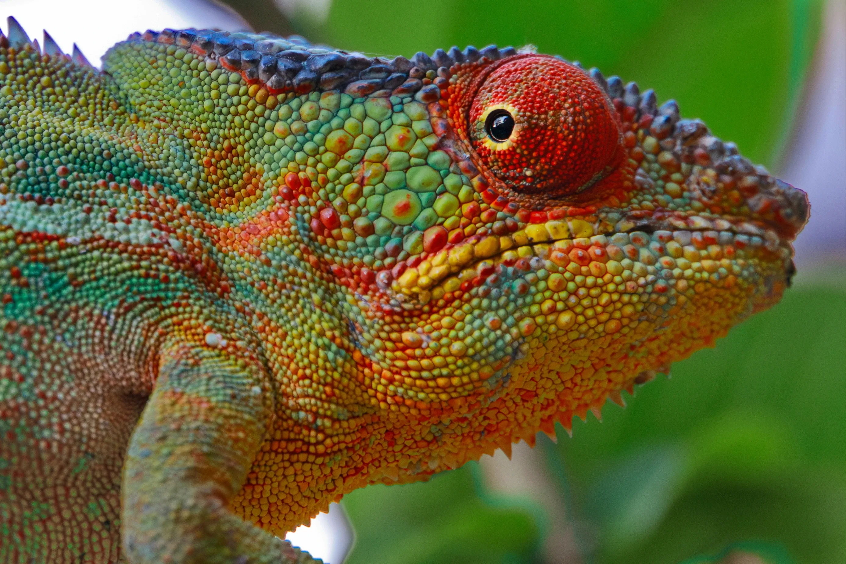 A panther chameleon turns its head among green leaves, showing bumpy scales in green, yellow, orange, and red around a bulging eye.