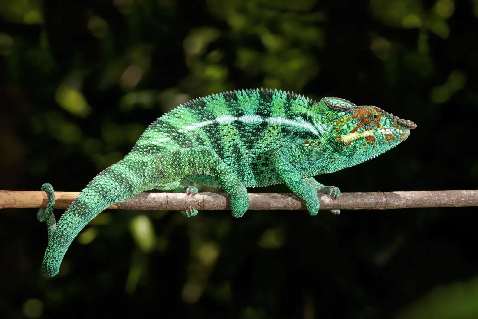 A brightly coloured green and turquoise panther chameleon gripping a branch with its curled tail and red-marked face.