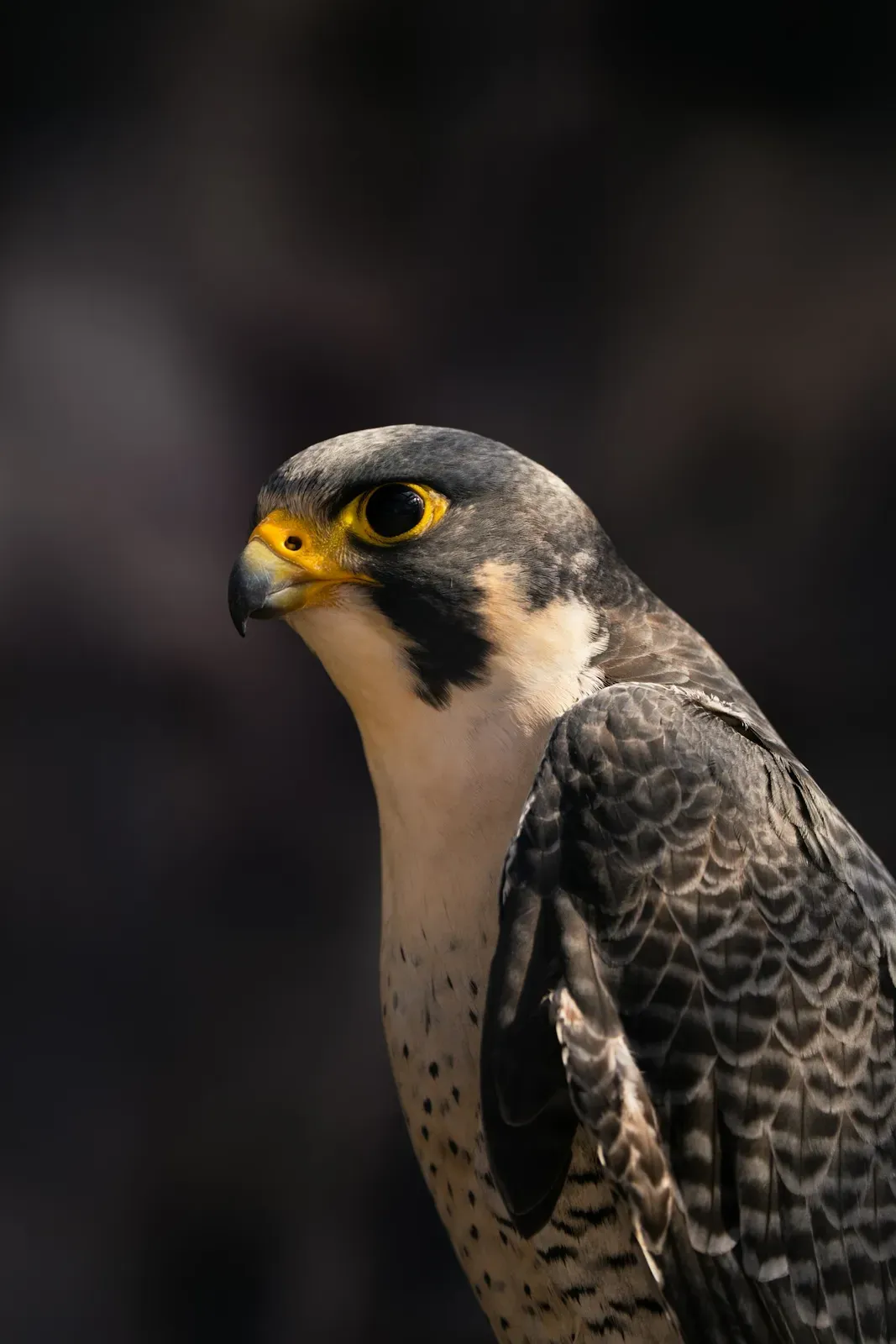 A peregrine falcon in profile with a slate-grey head, black moustache stripe, yellow eye-ring and pale barred breast.