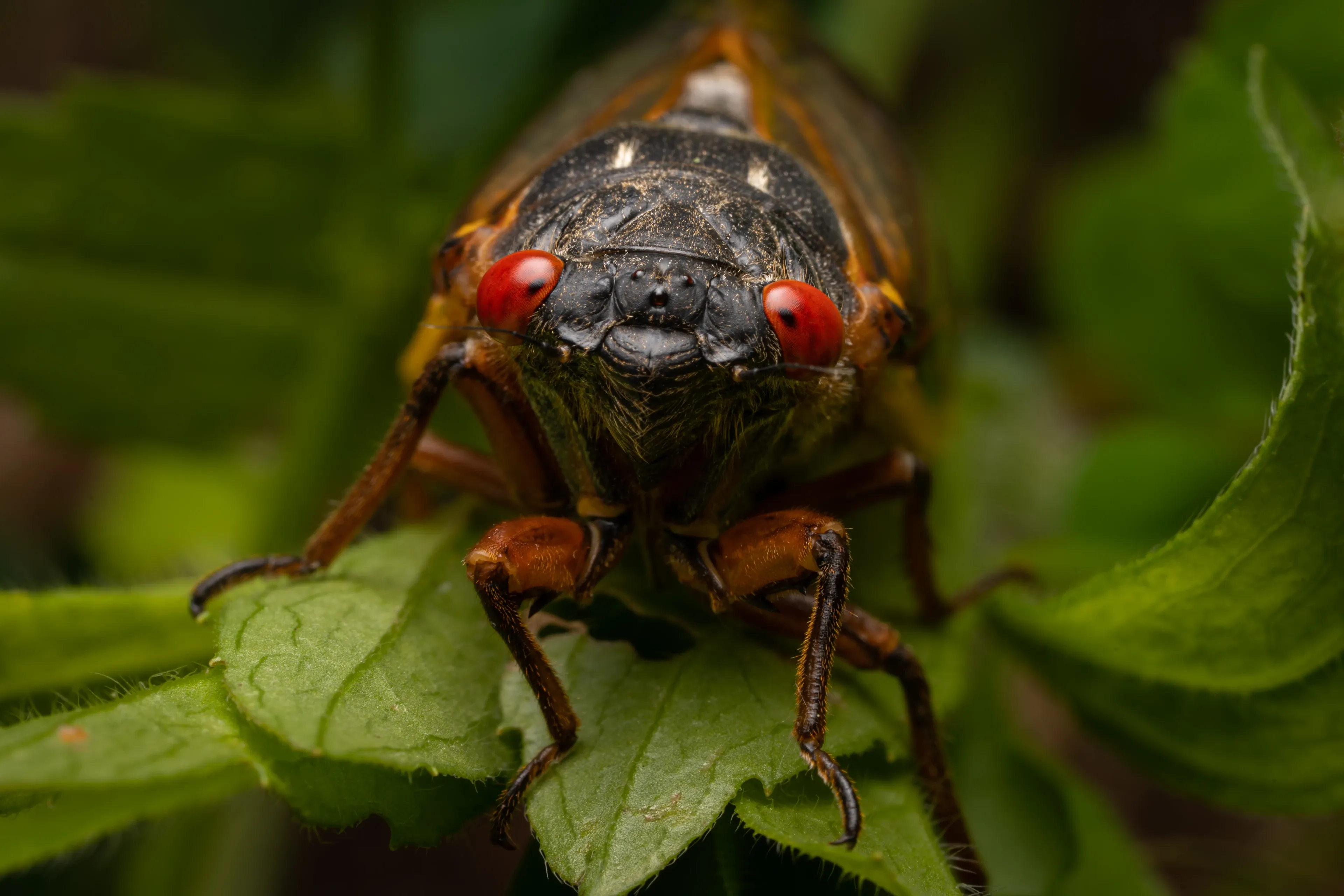 A periodical cicada perches on a green leaf and looks forward with its big, bright red eyes.