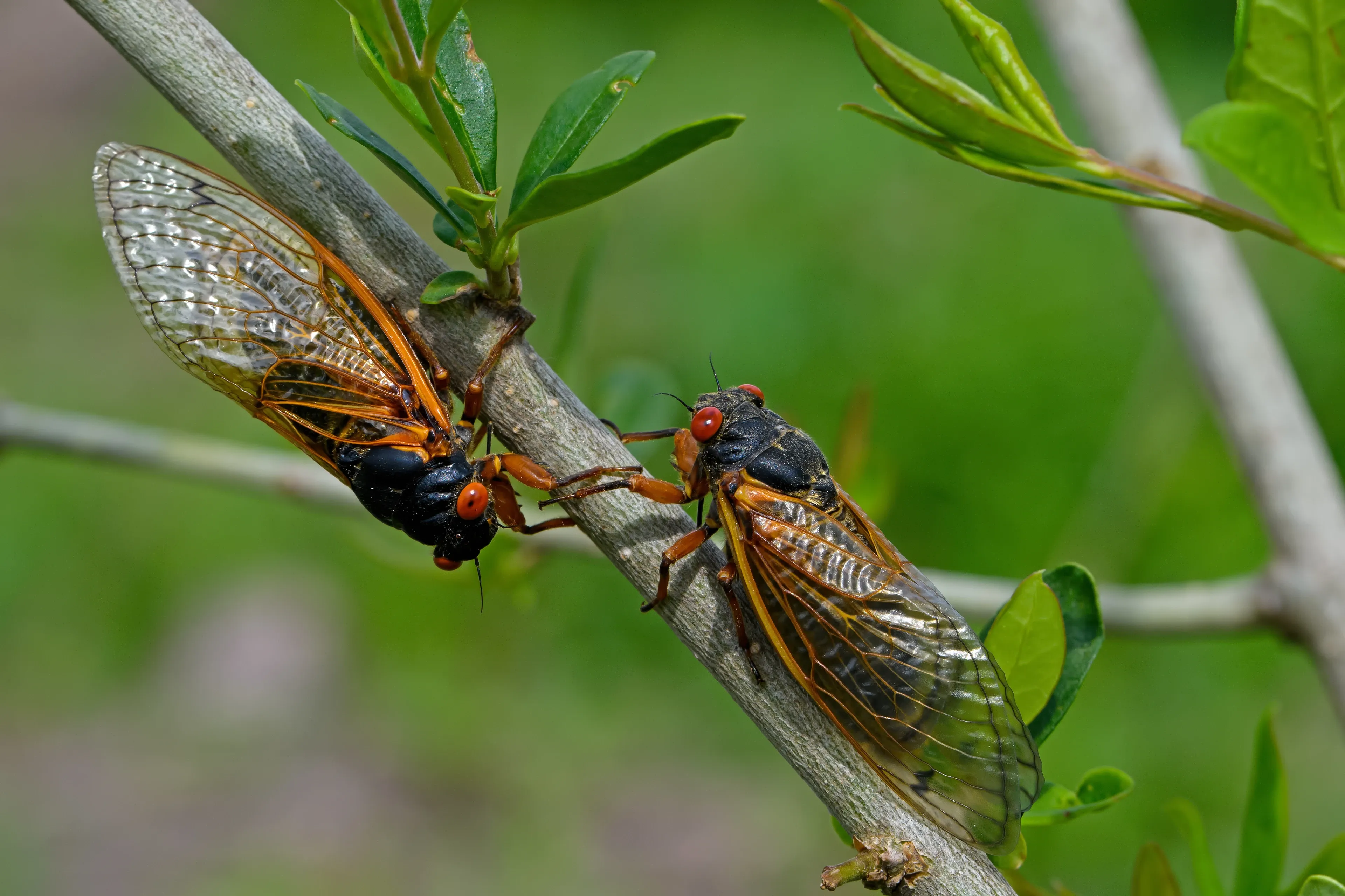 Two periodical cicadas cling to a thin tree branch, showing black bodies, red eyes, and clear wings with orange veins.
