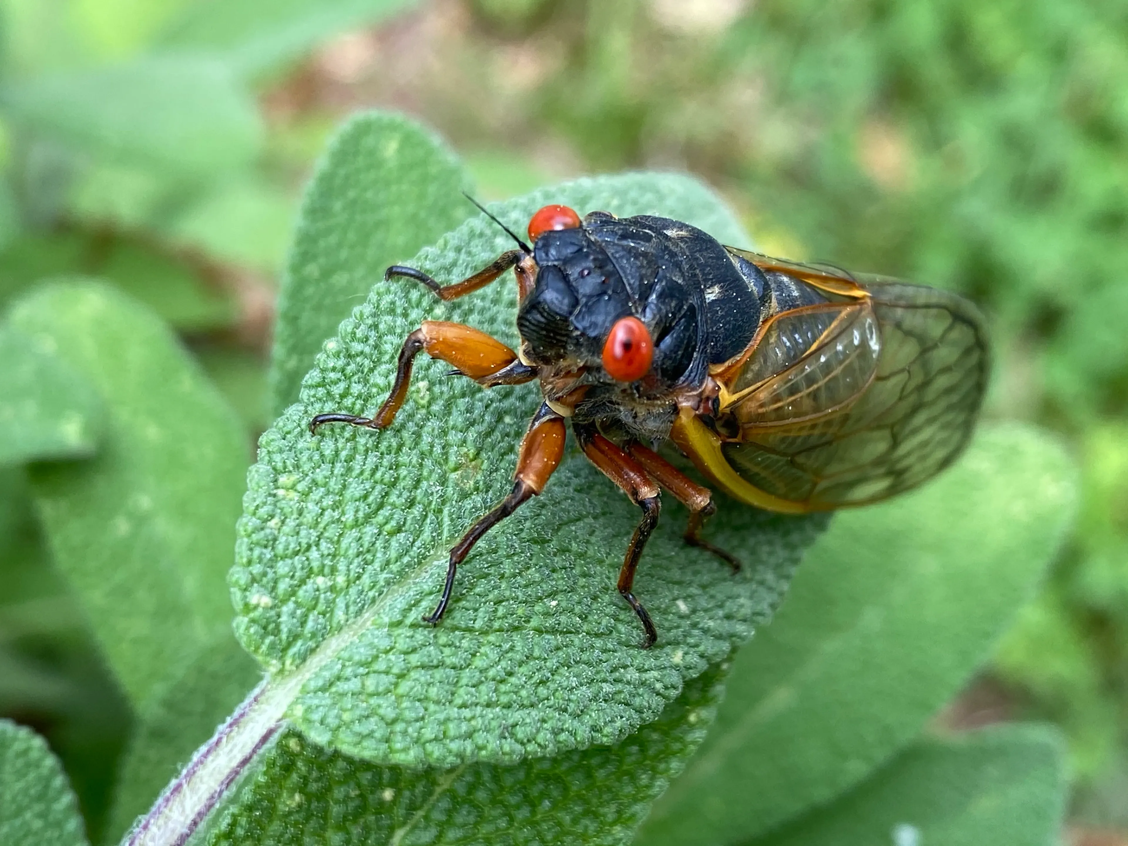 A periodical cicada rests on a green leaf, holding on with orange legs and folding clear wings over its shiny black body.