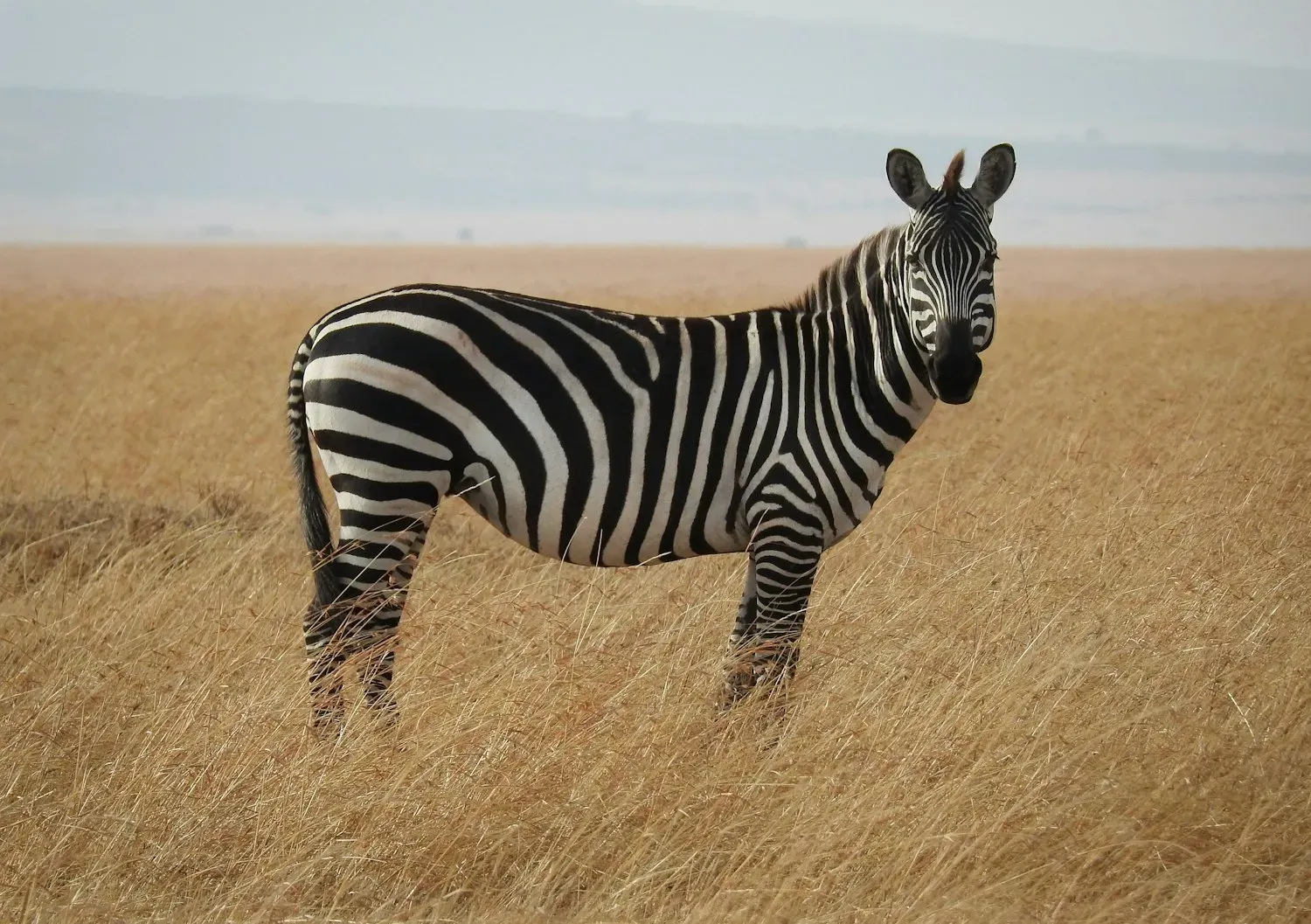 A plains zebra with bold black-and-white stripes that wrap under its belly, standing on golden savanna grass.