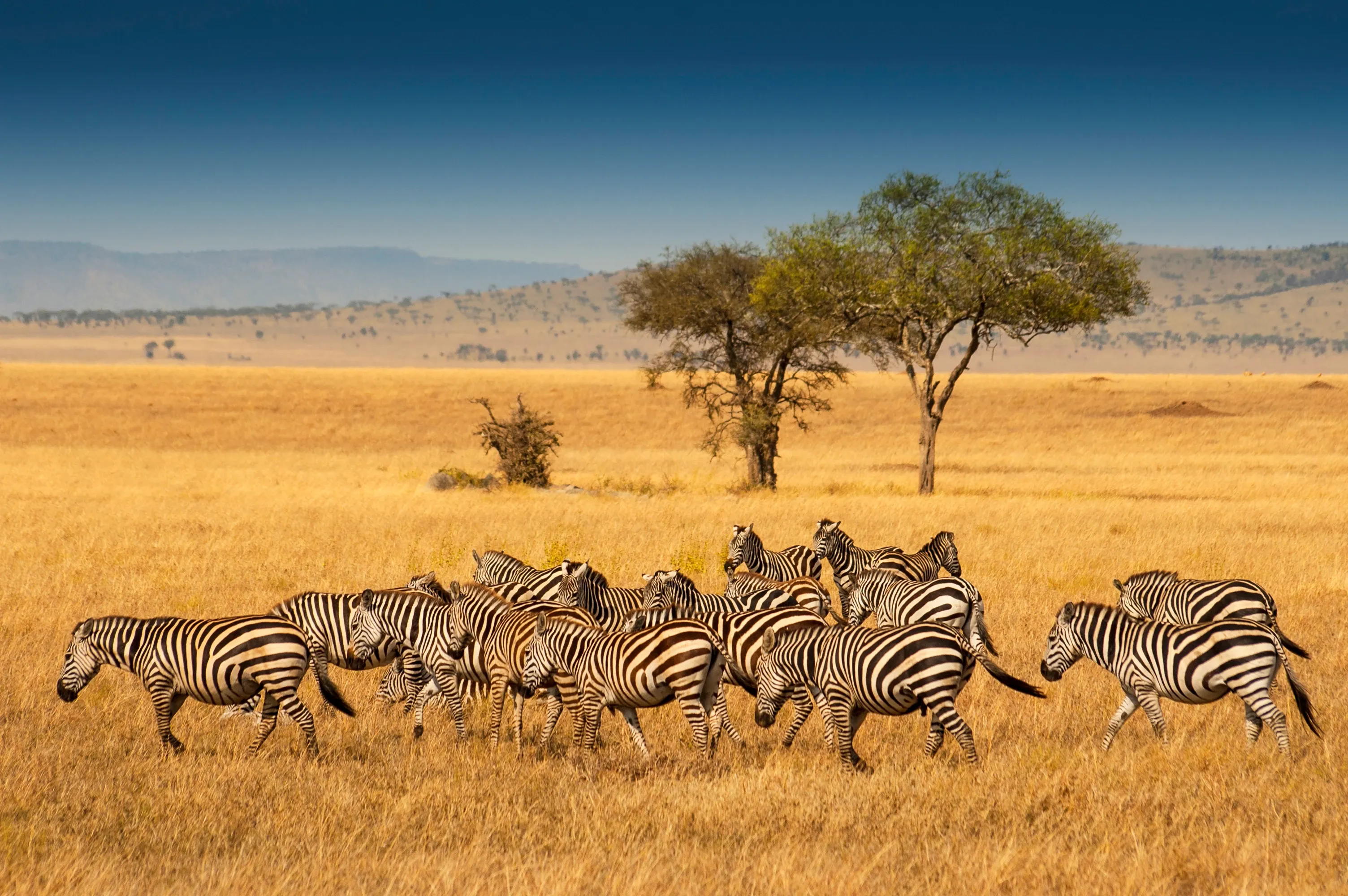 A herd of plains zebras walking through tall golden savanna grass under a clear blue sky.
