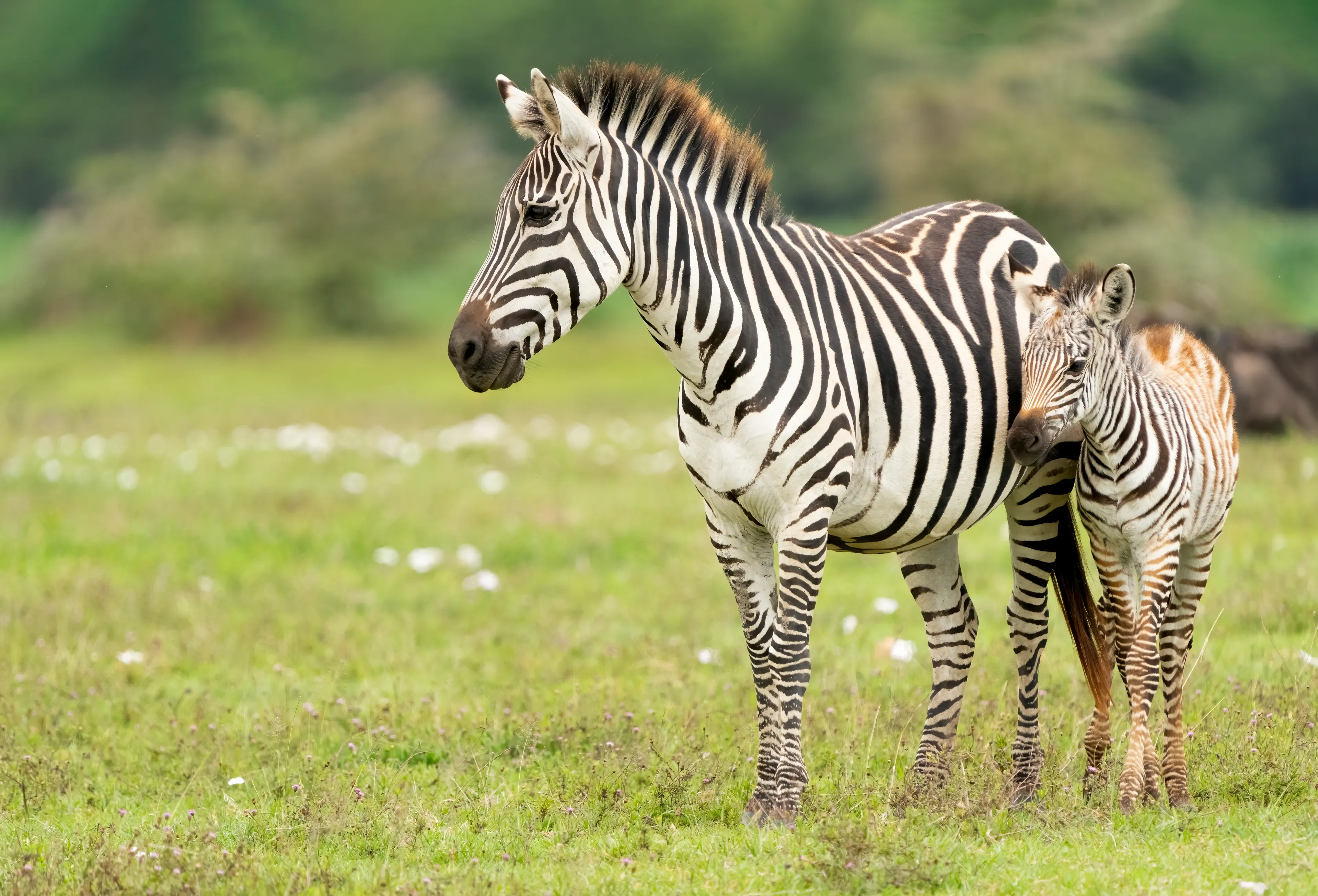 An adult plains zebra and its foal standing together in short green grass.
