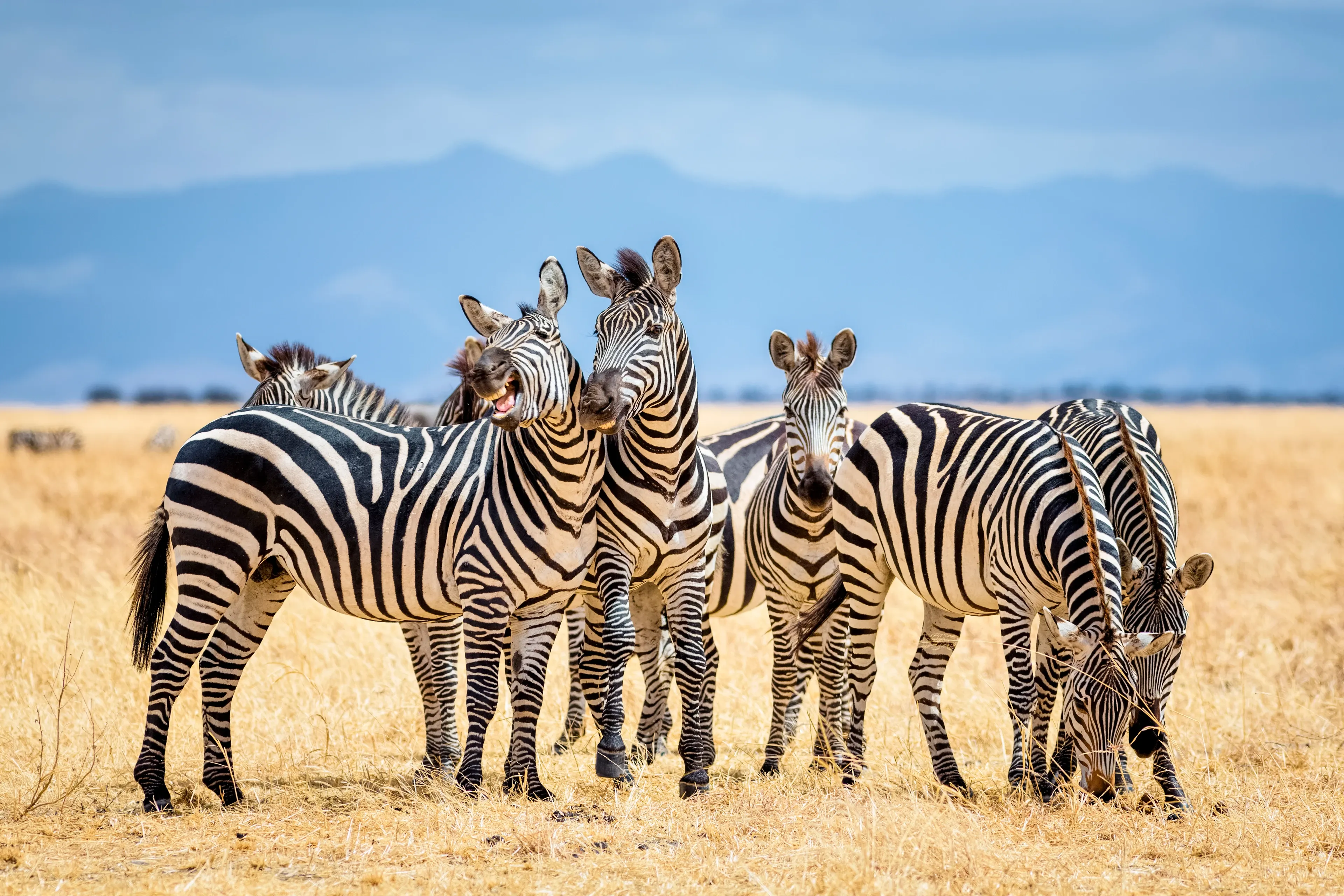 A small group of plains zebras in dry golden grass with distant blue mountains behind them.