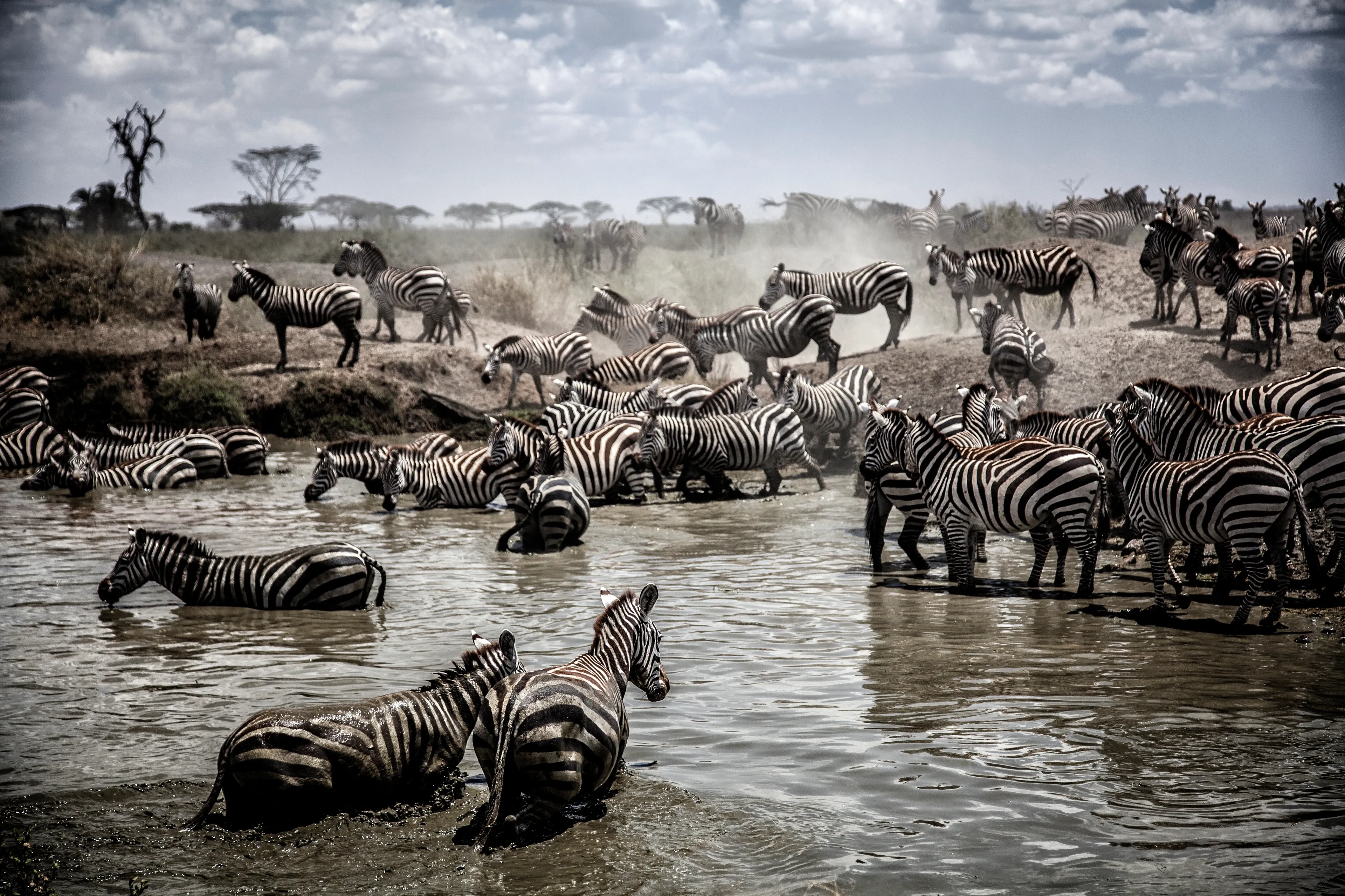 A large herd of plains zebras crossing a muddy watering hole under a dramatic cloudy sky.