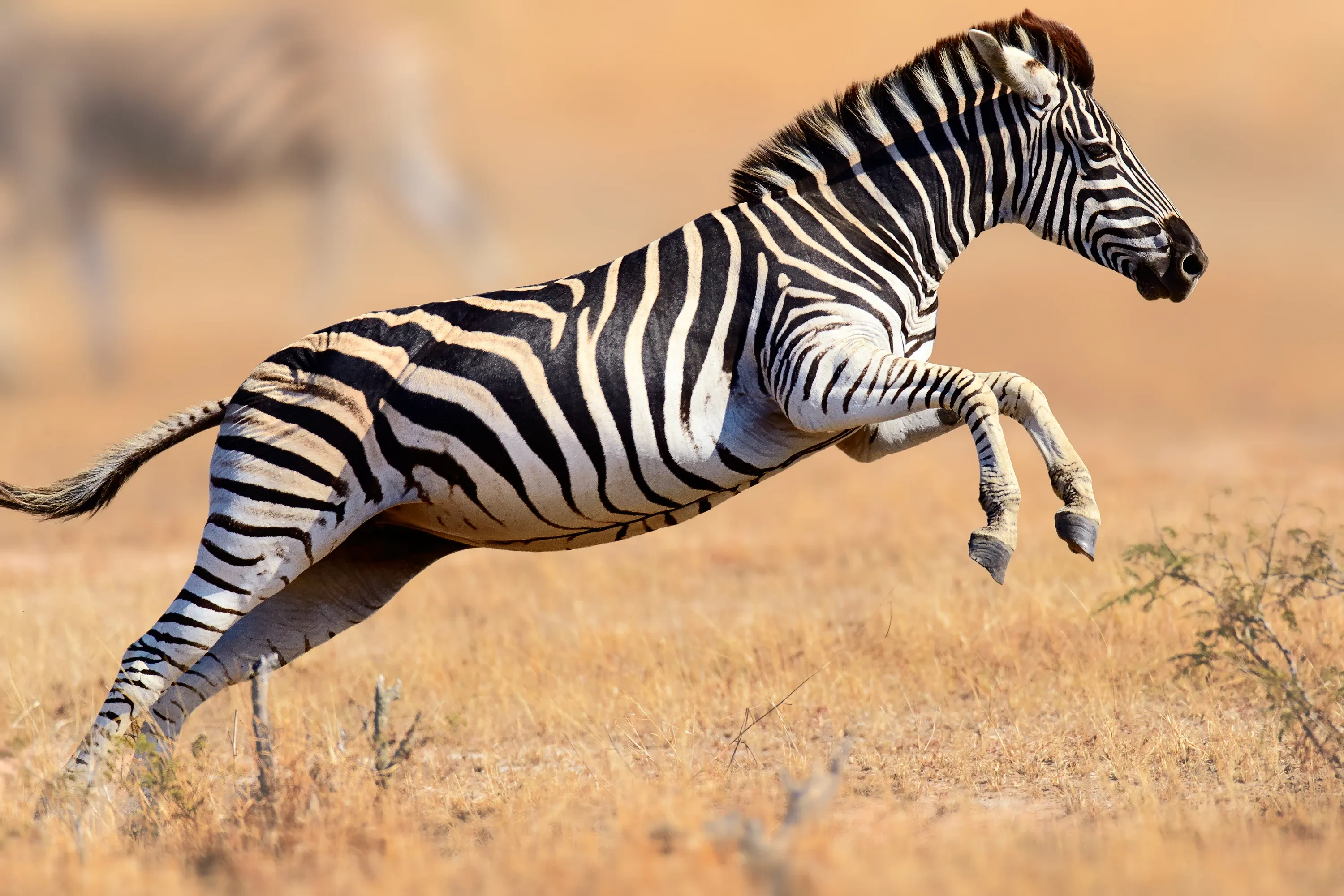 A plains zebra galloping across dry golden savanna grass in mid-stride.