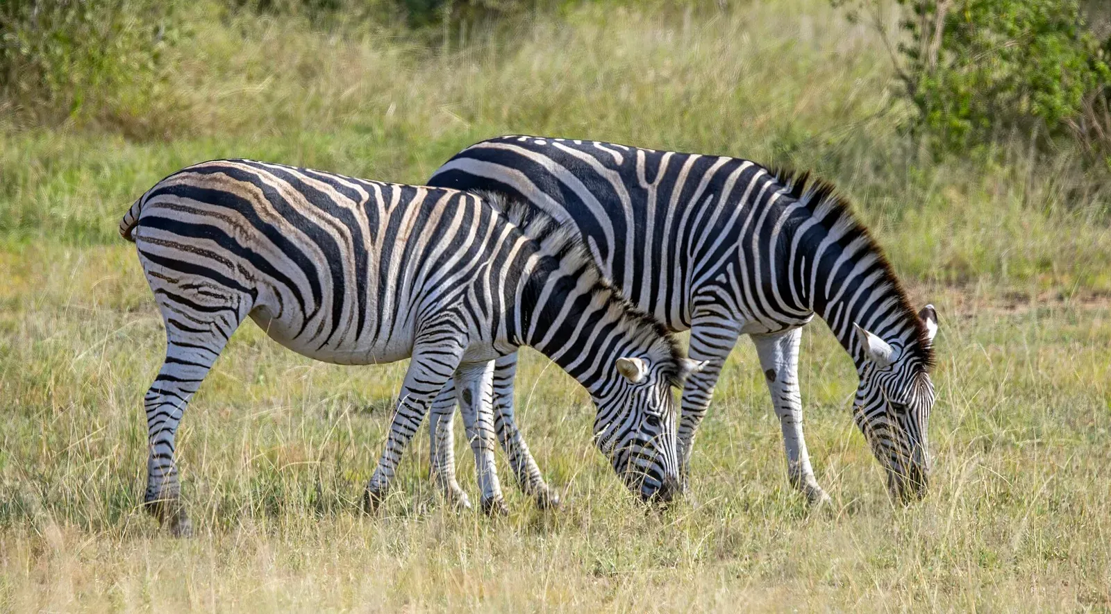 A group of plains zebras with bold black-and-white stripes standing in open grassland at Kruger National Park, South Africa.