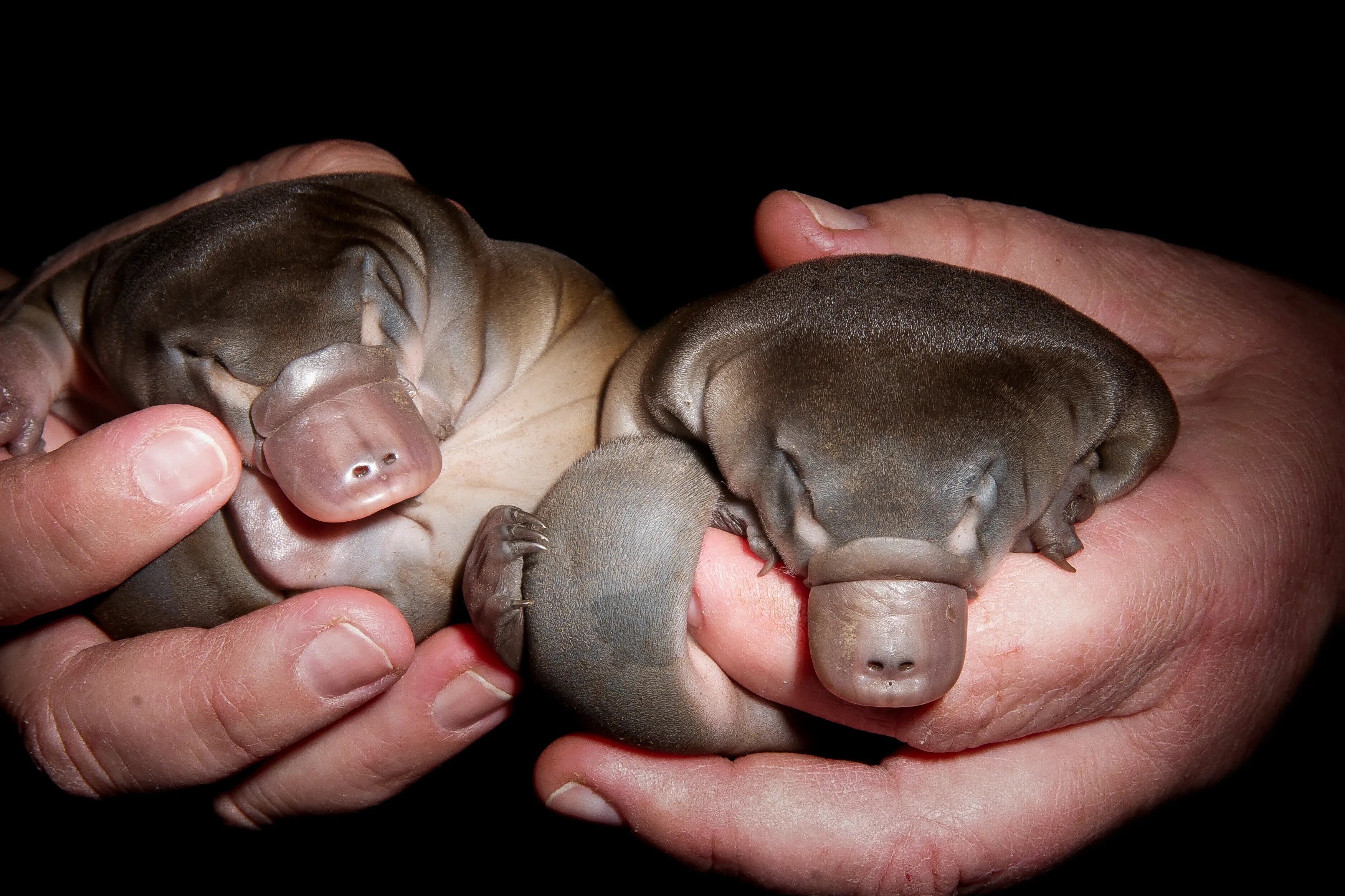 Two tiny baby platypuses curl asleep in a person's cupped hands, eyes closed. Their soft grey-brown bodies show flat duck-like bills and small webbed feet.