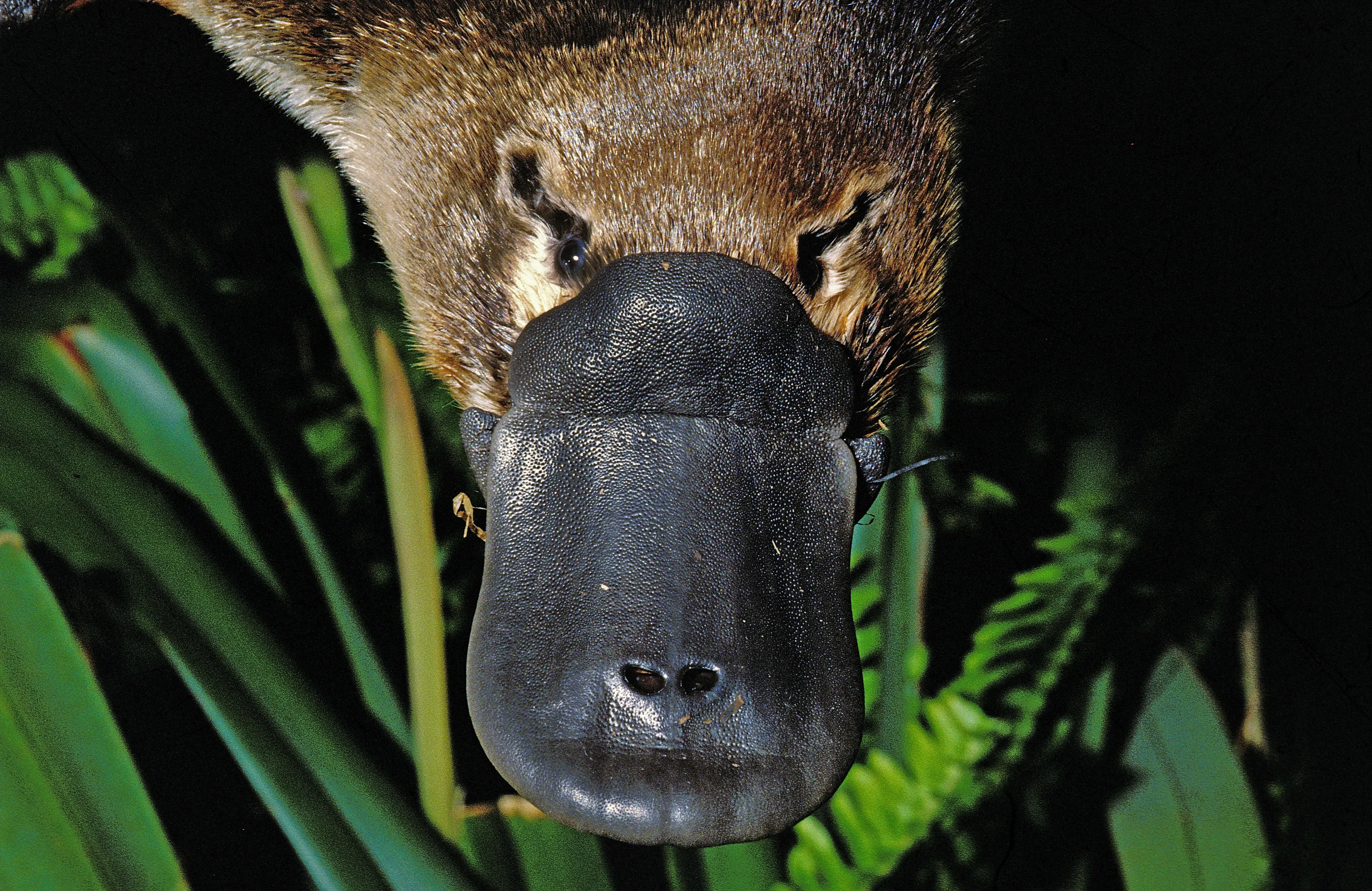 A platypus peeks from dark green leaves, showing a large flat leathery bill and wet brown fur. Small dark eyes sit above the bill among ferns.