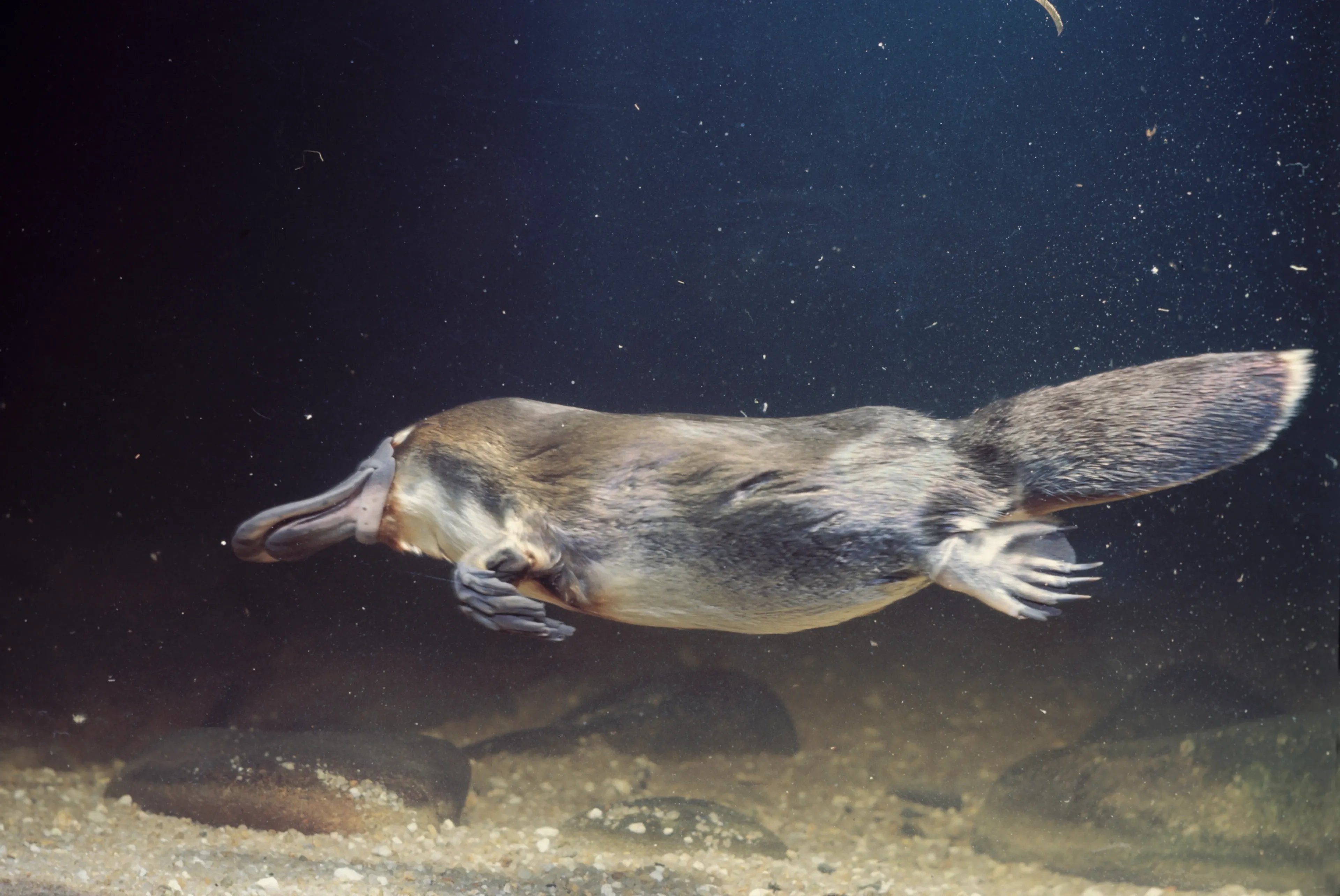 A platypus glides underwater past sandy rocks, sleek brown fur streaming along its body. Its duck-like bill leads the way, with webbed feet and a wide paddle tail behind.