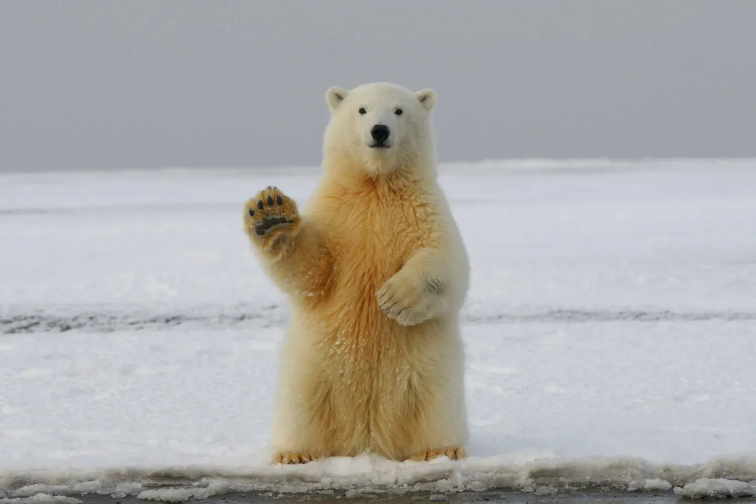 A young polar bear with cream-white fur sitting up on snowy ice and raising one front paw.