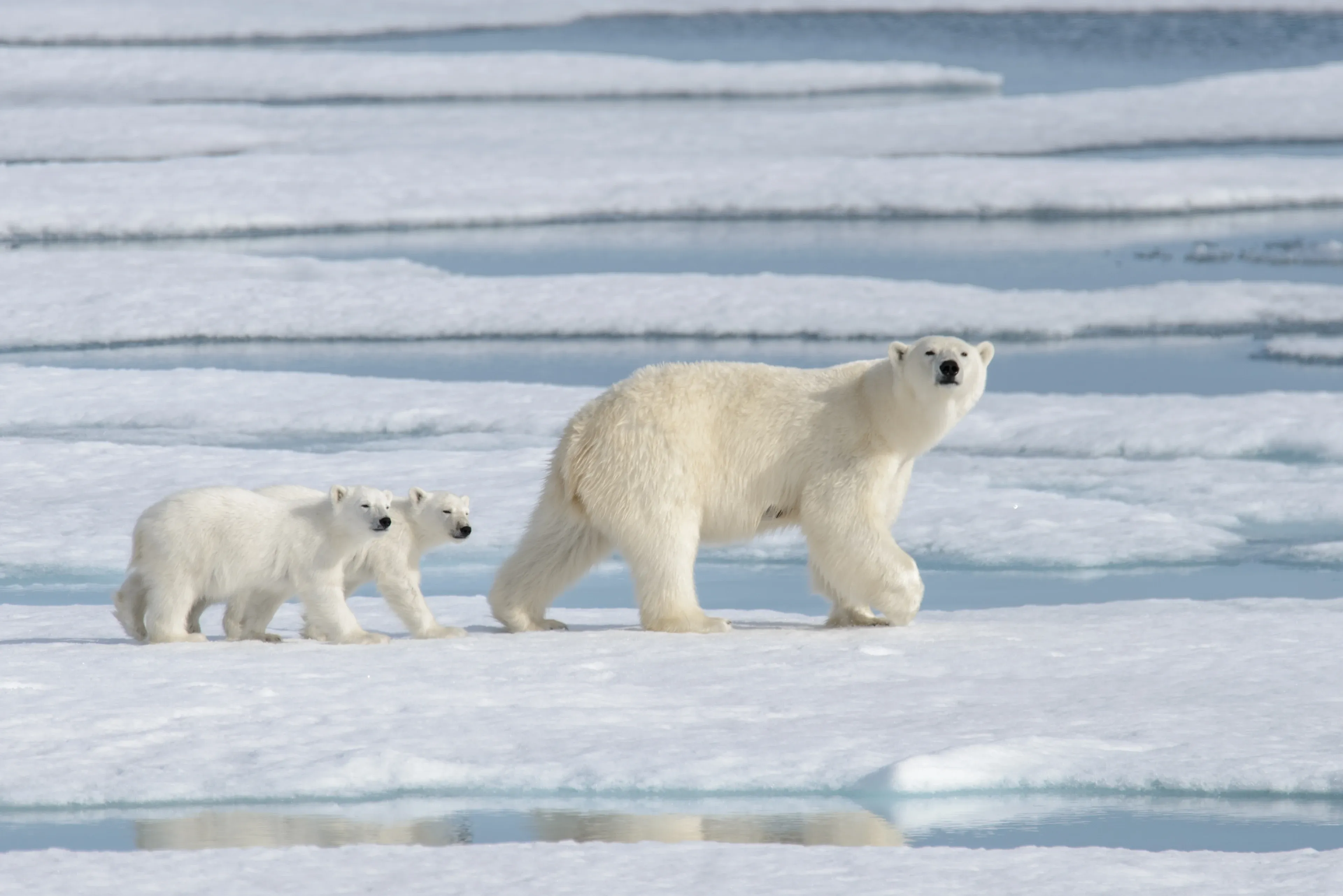 A mother polar bear walking across Arctic sea ice followed by her two small cubs.