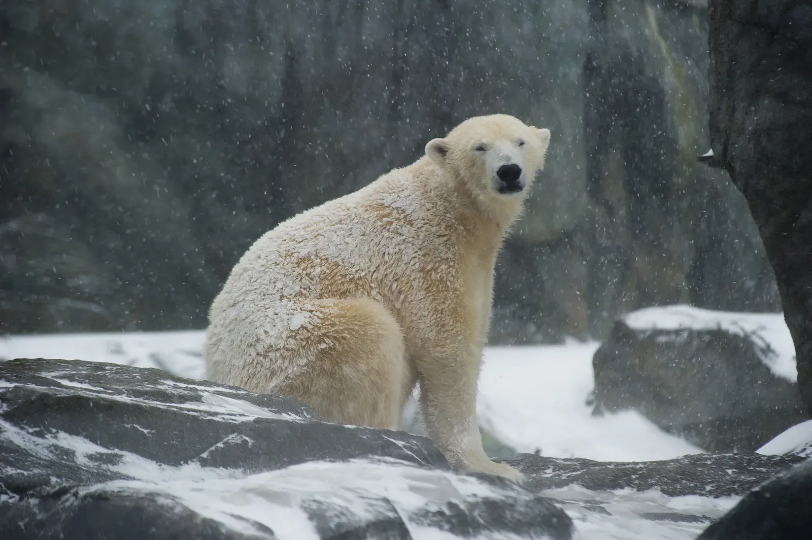 A mother polar bear walking across snow with two cubs beside her, one standing on its hind legs.
