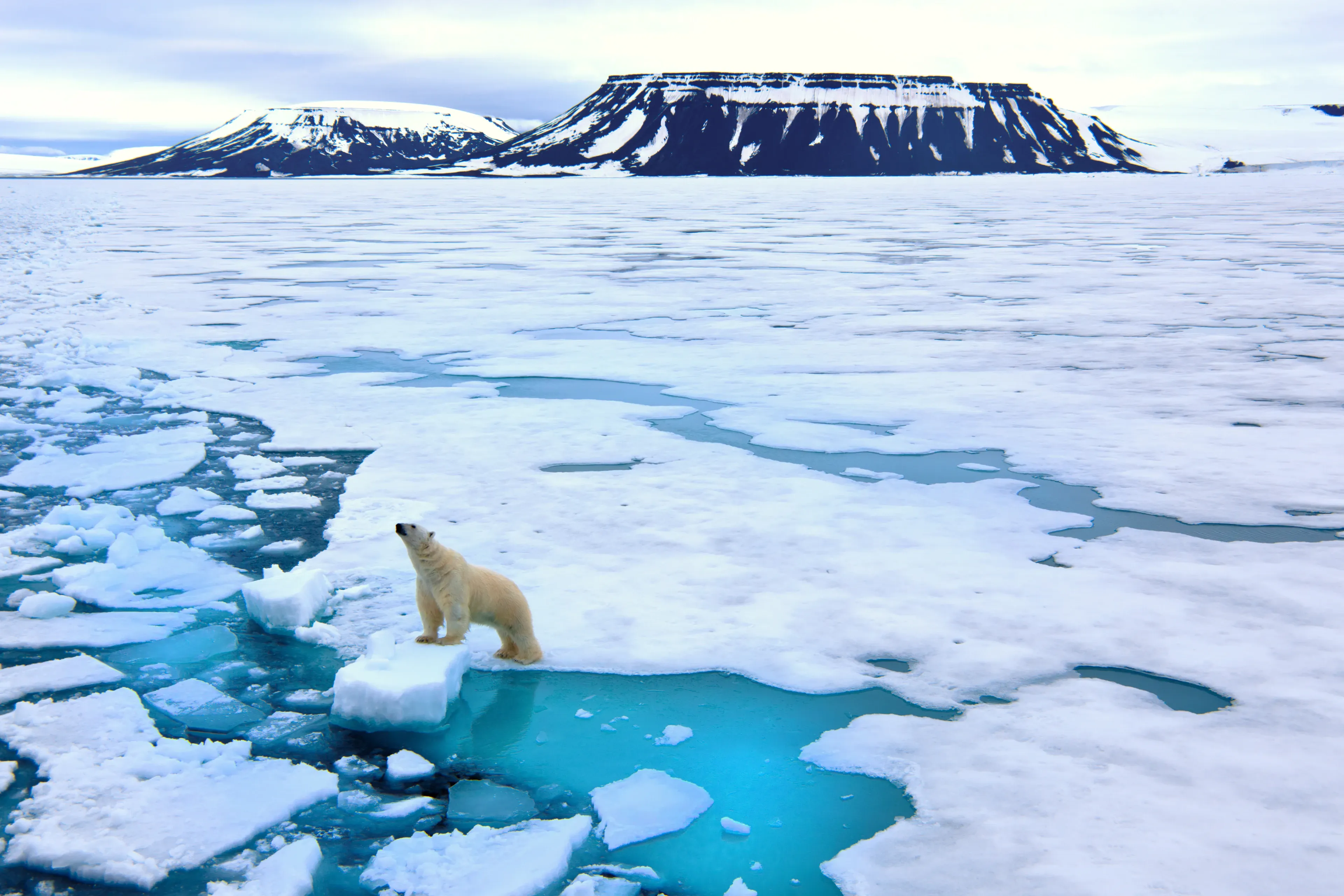A polar bear standing on a small ice floe amid broken sea ice and turquoise water beneath a dark mountain.
