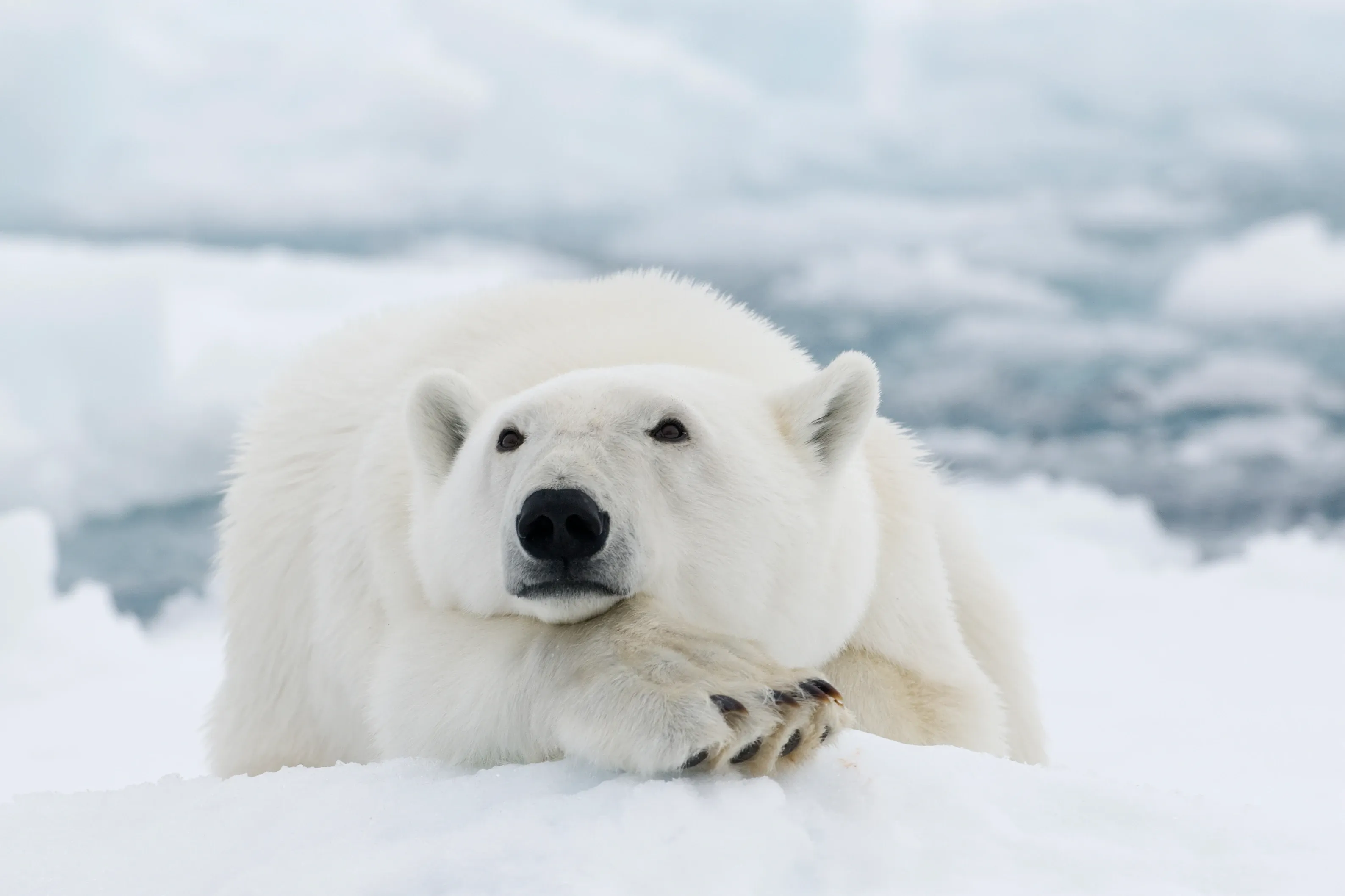 A polar bear lying on snow with its head resting on its crossed front paws.