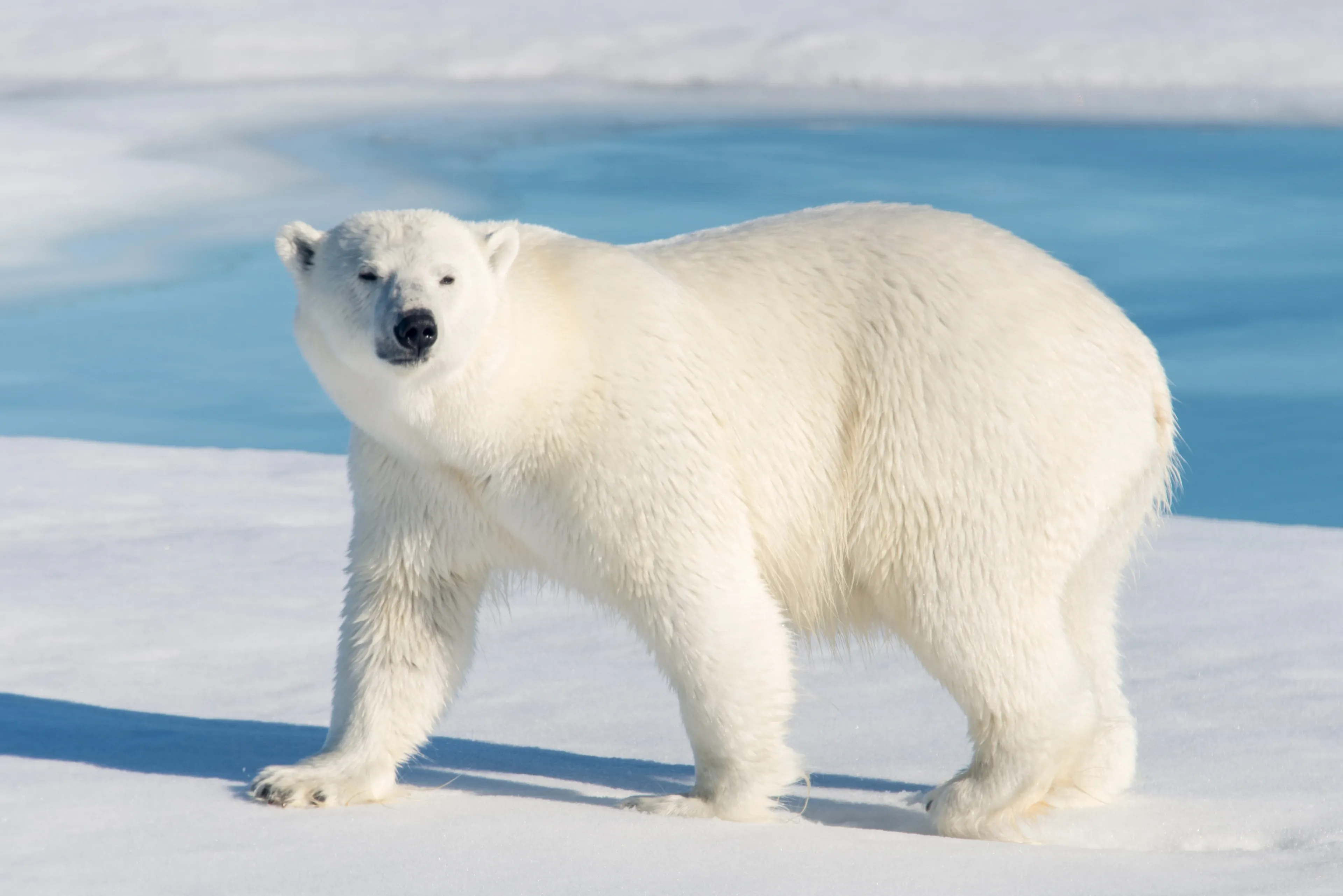 A polar bear walking across bright snow beside calm blue water, looking toward the camera.