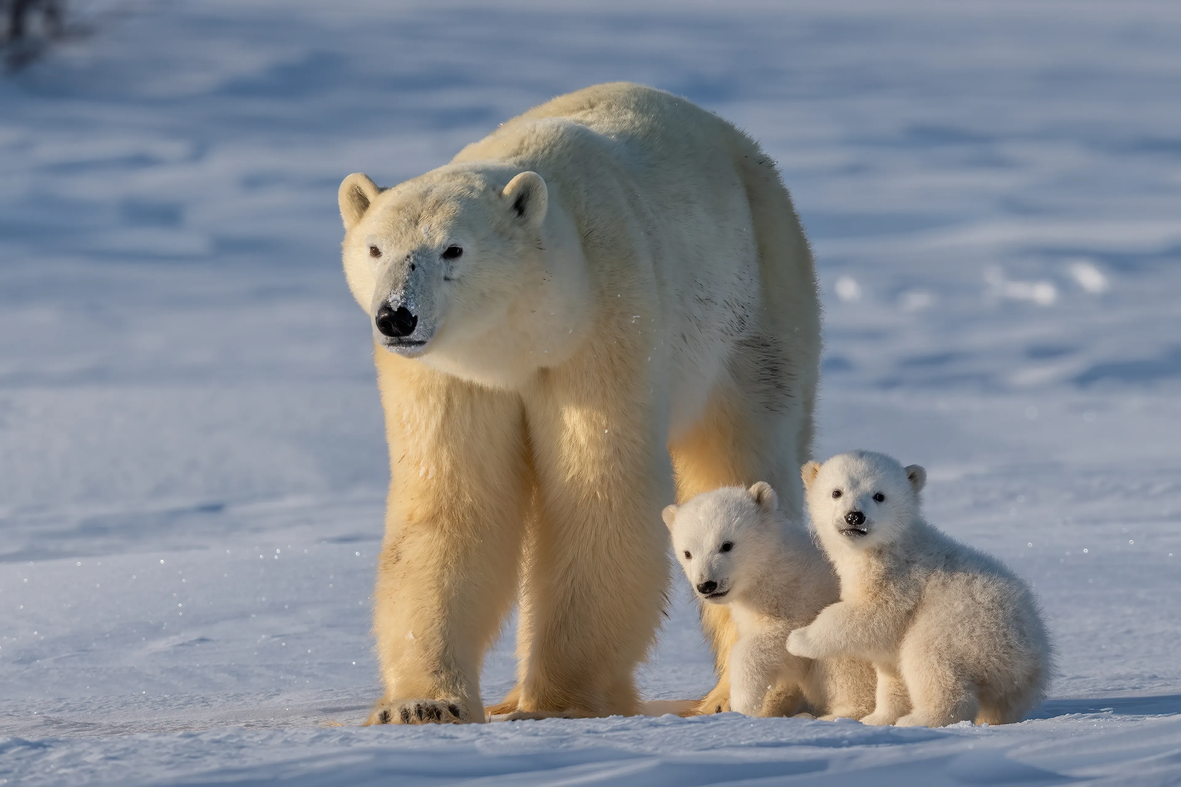 A polar bear sitting on snow-dusted rocks in falling snow, looking toward the camera.