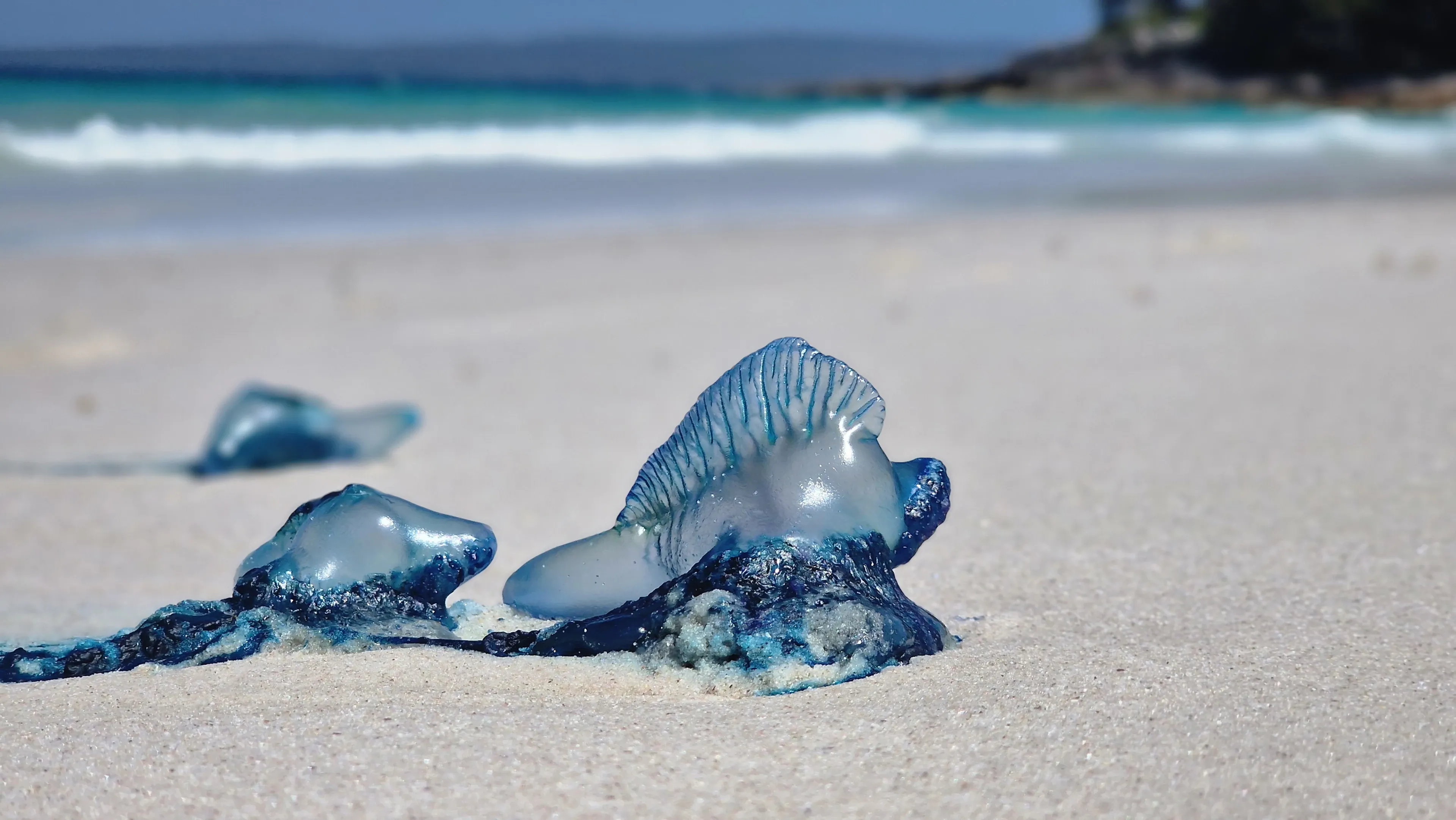 Several Portuguese man o' wars lie on a sandy beach, their blue balloon-like sails and tangled tentacles resting near the turquoise waves.