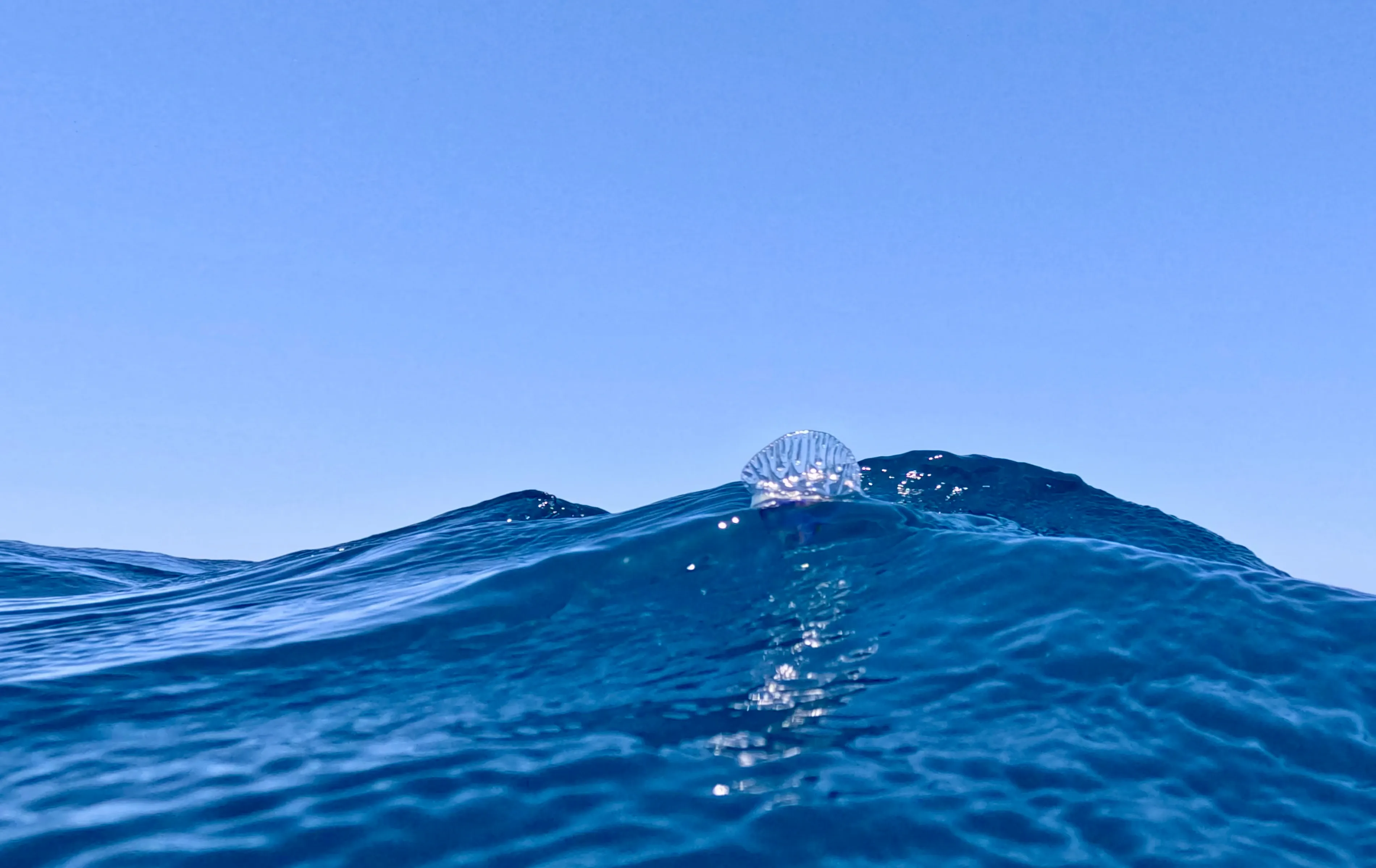 A Portuguese man o' war floats on a rolling ocean wave, its translucent blue sail poking above the water.