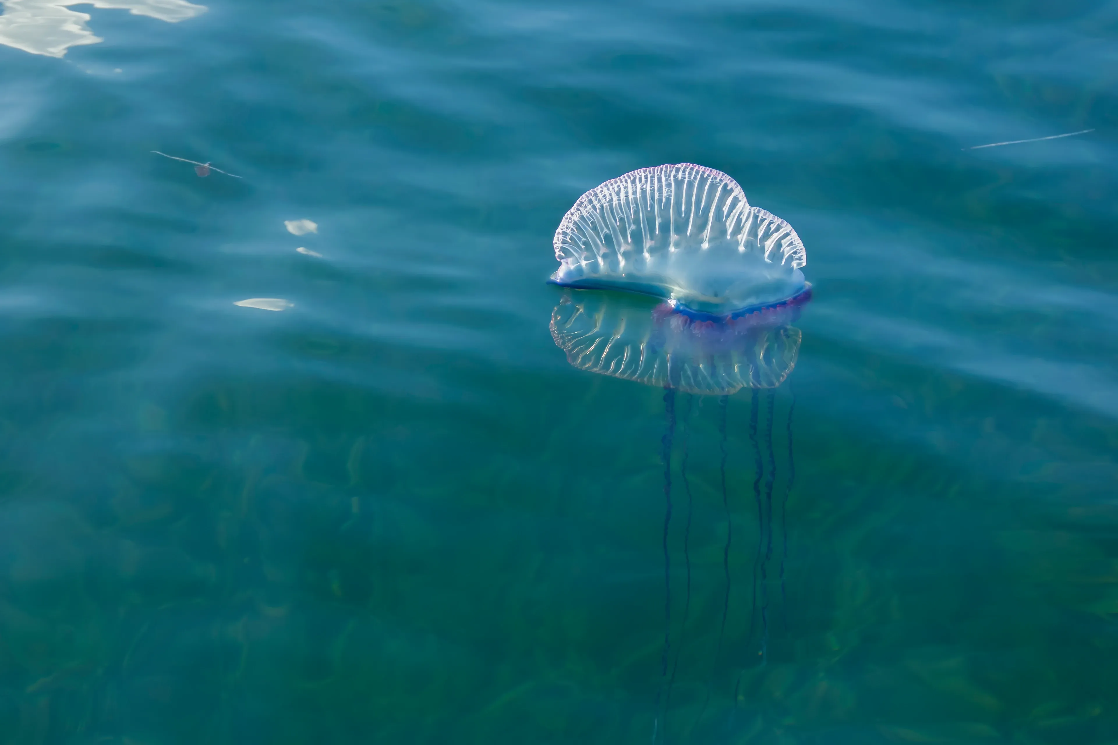 A Portuguese man o' war floats on calm blue water, with its balloon-like sail at the surface and long purple tentacles hanging below.