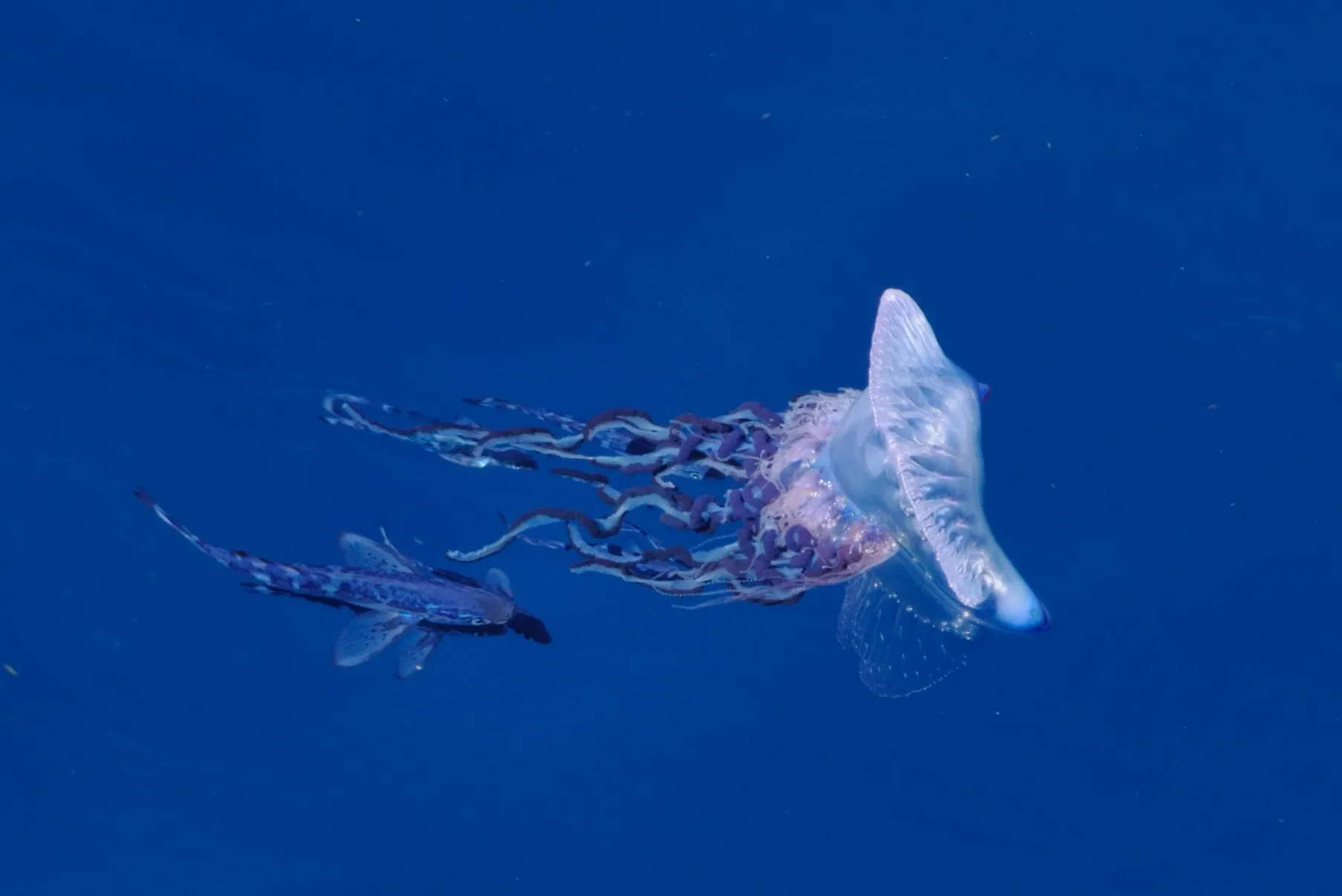 A Portuguese man o' war drifts in clear blue water, trailing purple tentacles while a small fish swims underneath.