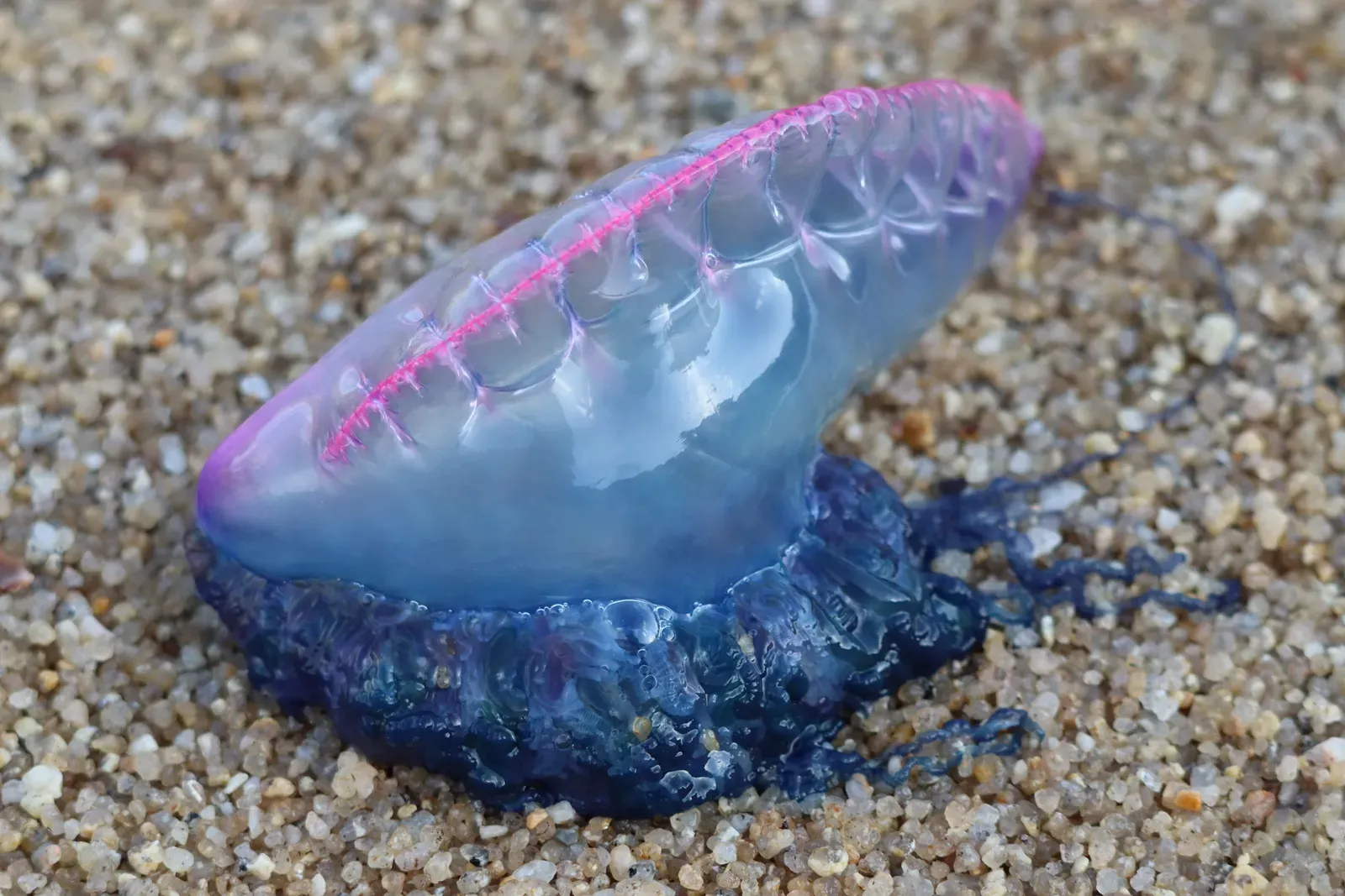 A Portuguese man o' war washed onto a sandy beach, showing its blue-and-pink gas-filled float shaped like a small sail.