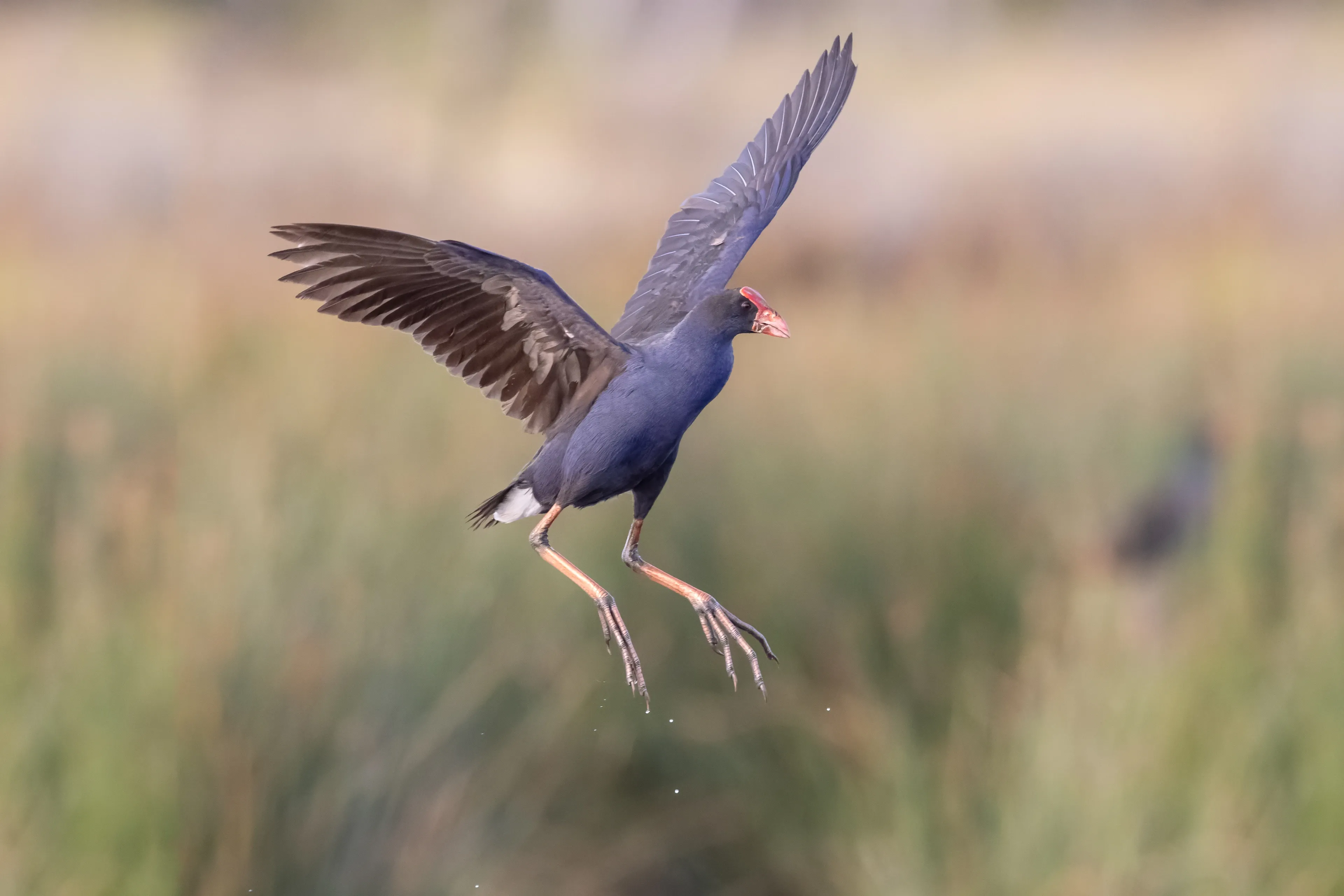 A pūkeko flies with dark wings spread wide, blue breast showing, long pink legs dangling and water dripping from its toes.