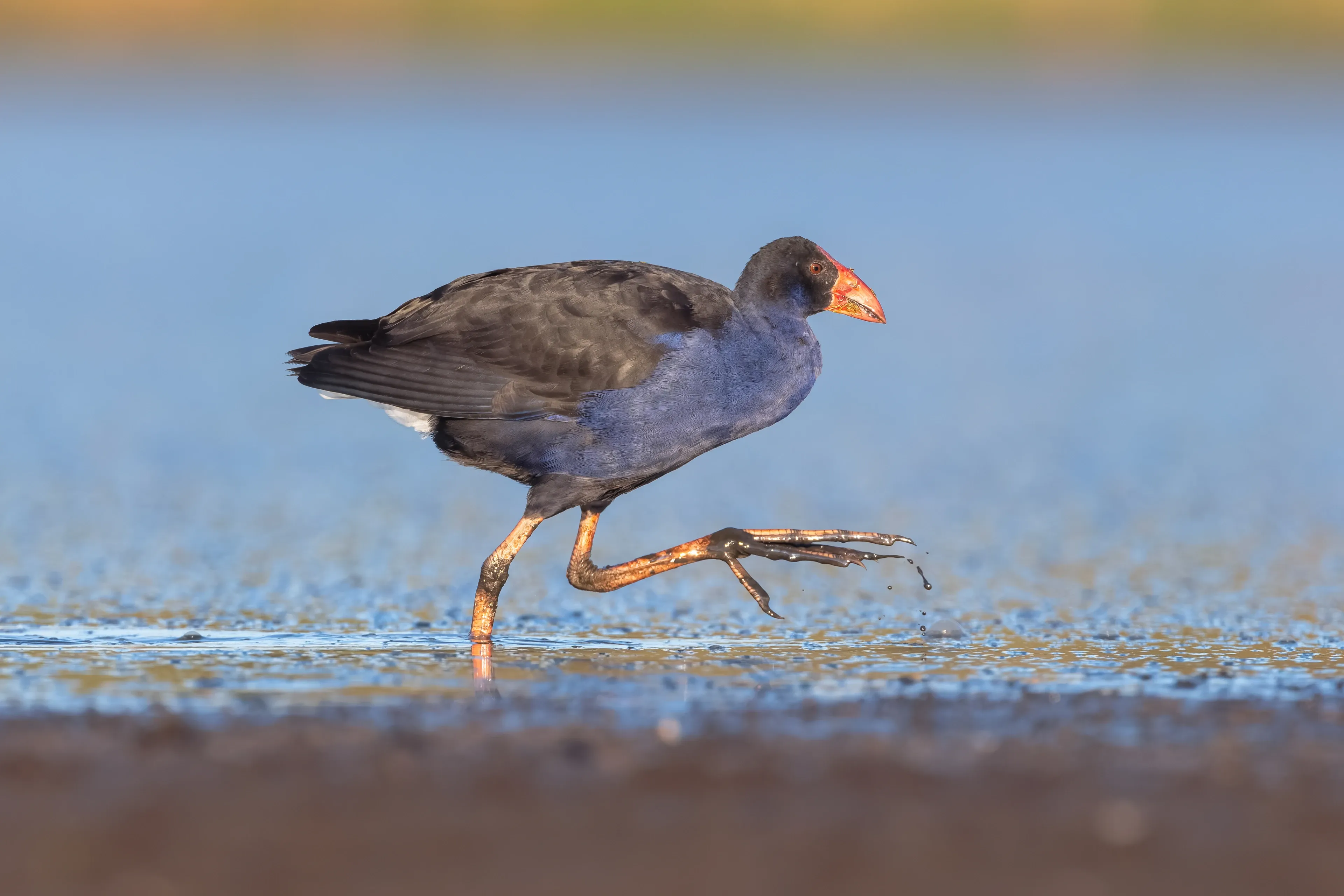 A pūkeko walks through shallow water dotted with tiny green plants, one long-toed red leg lifted high, showing its indigo chest and bright red bill.