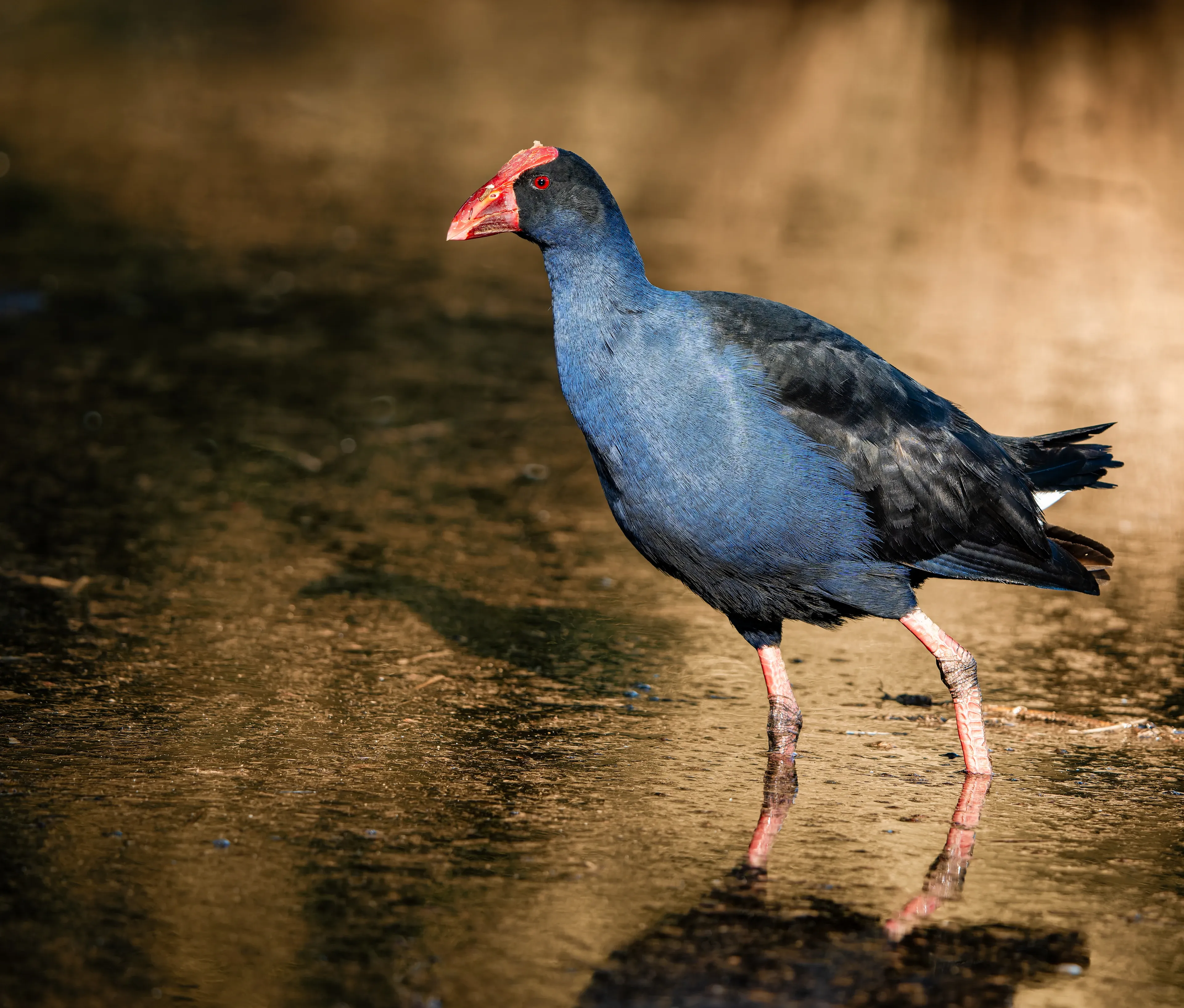 A pūkeko with indigo-blue feathers and a bright red bill and forehead shield strides through dark water, its long pink legs and rippling reflection below.