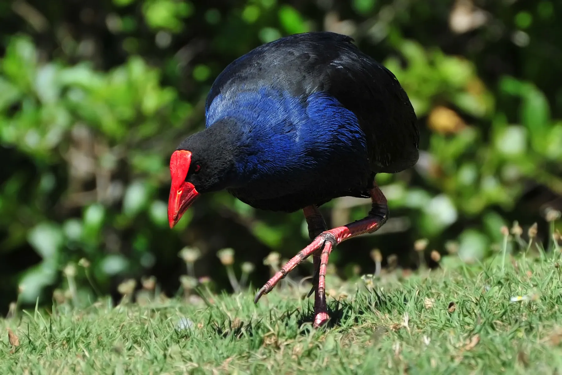A pūkeko walks across a sunny lawn with its head down, foraging in the grass, deep blue chest and long pink legs in mid-step.